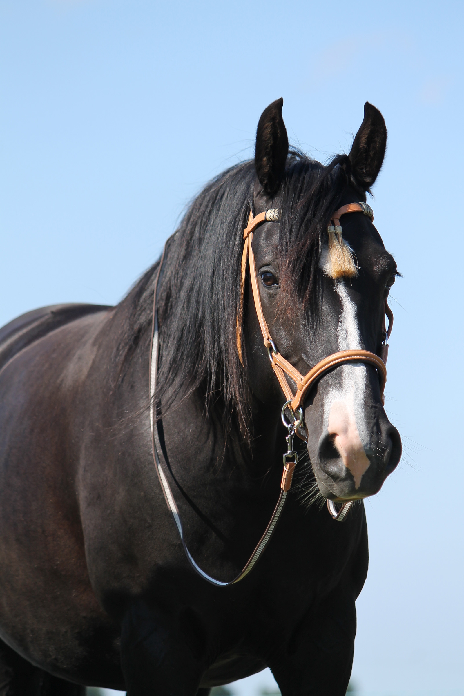 F.R.A. Freedom Riding Articles Shango Sidepull (Sistema 3) Pelle dall'aspetto occidentale