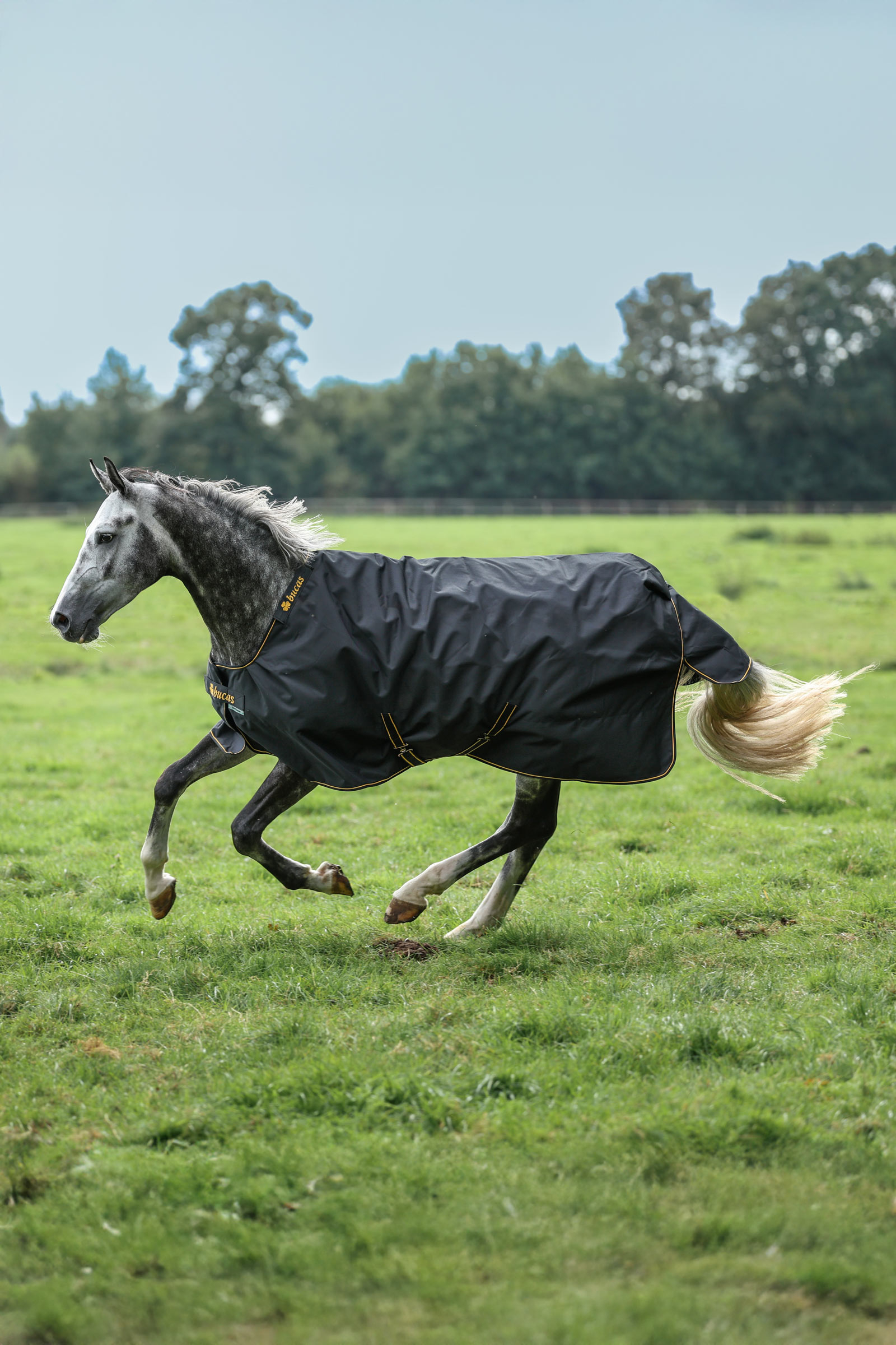 Bucas Irish coperta da paddock, 100 g