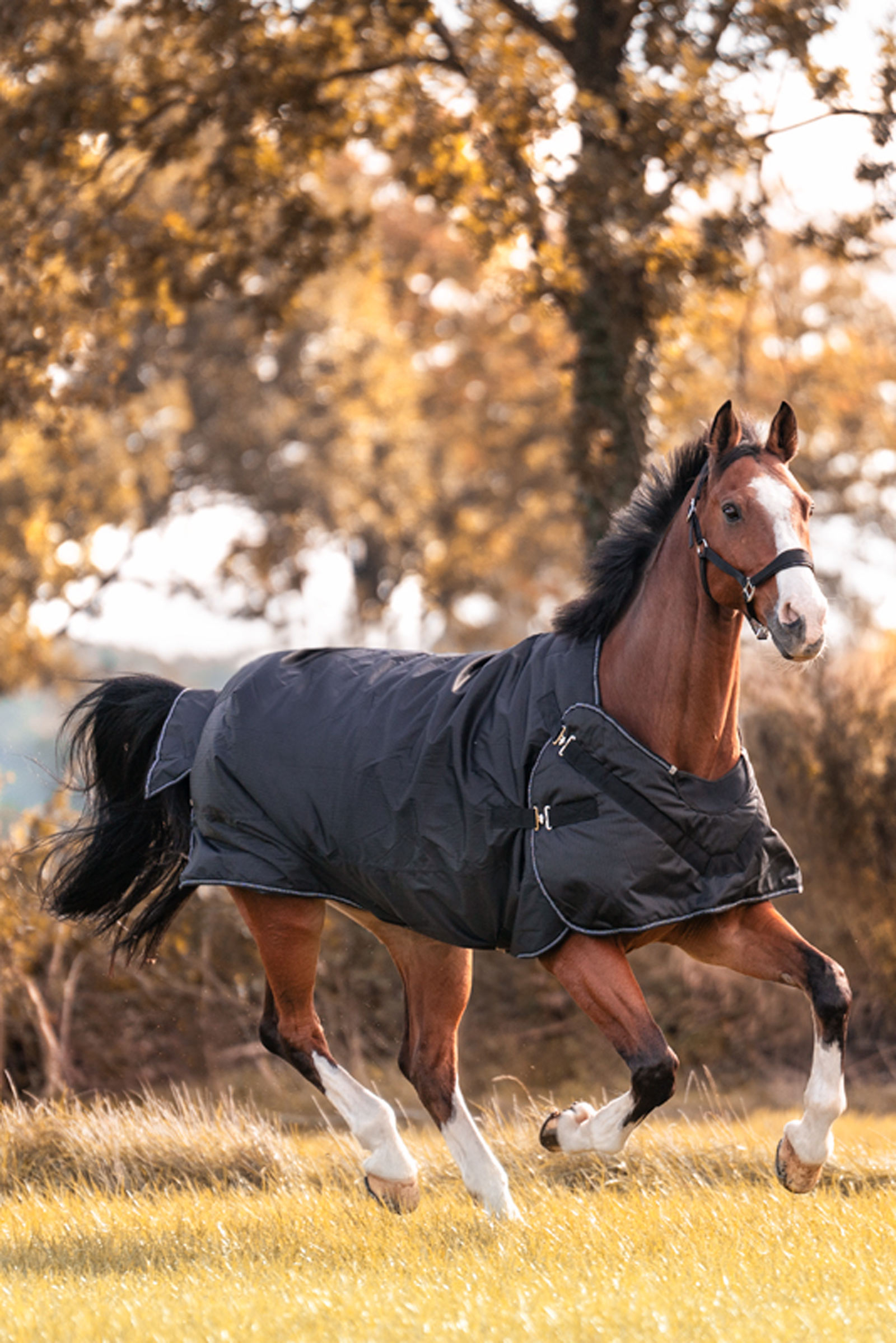 Kavalkade Halifax 2-in-1 Coperta da turnout leggera e Coperta da walker 200g