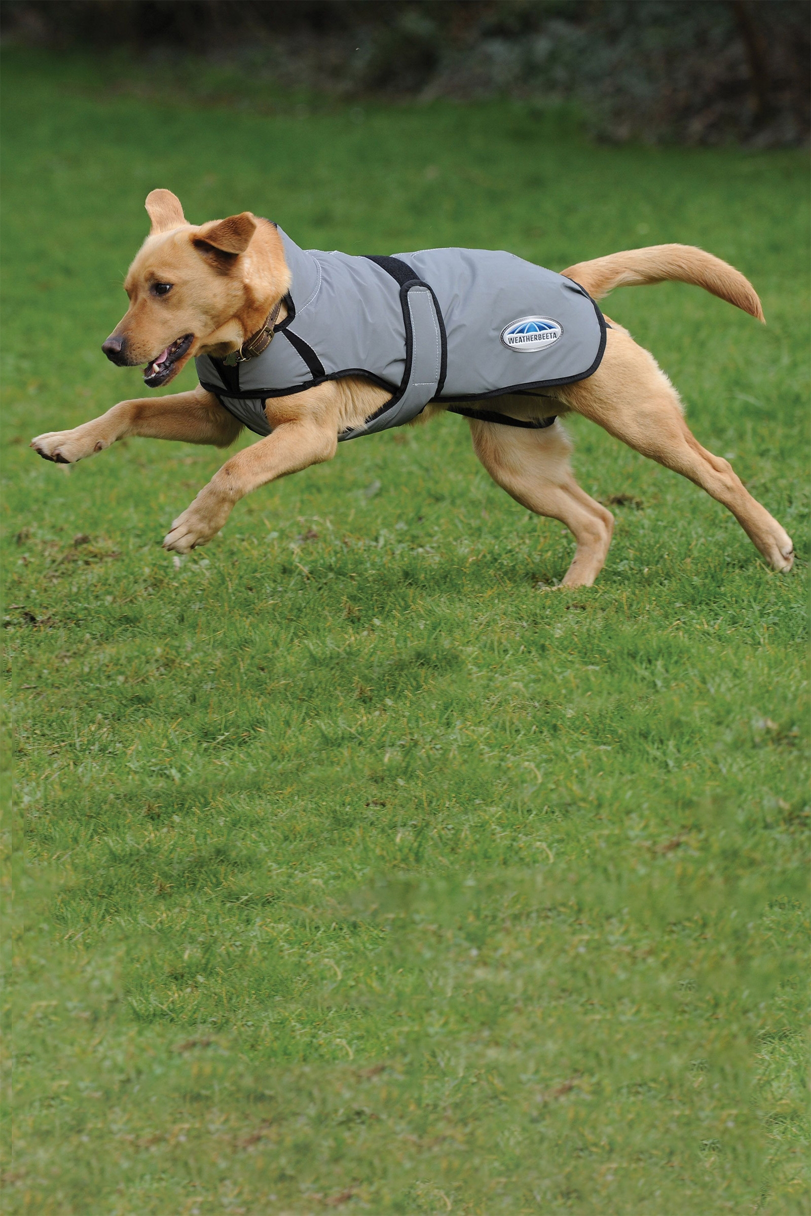 Weatherbeeta Comfitec Active Cappotto per cani con stampa riflettente