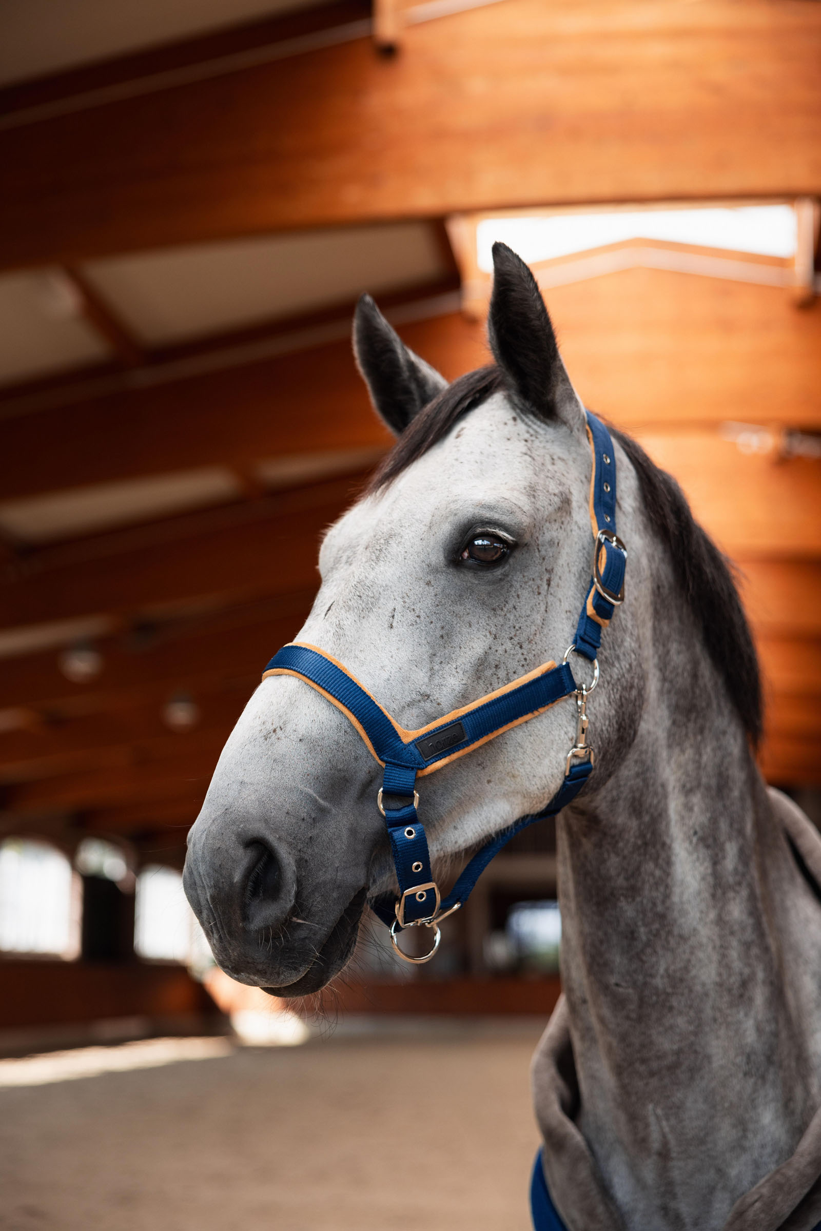 Horze Delémont Capezza