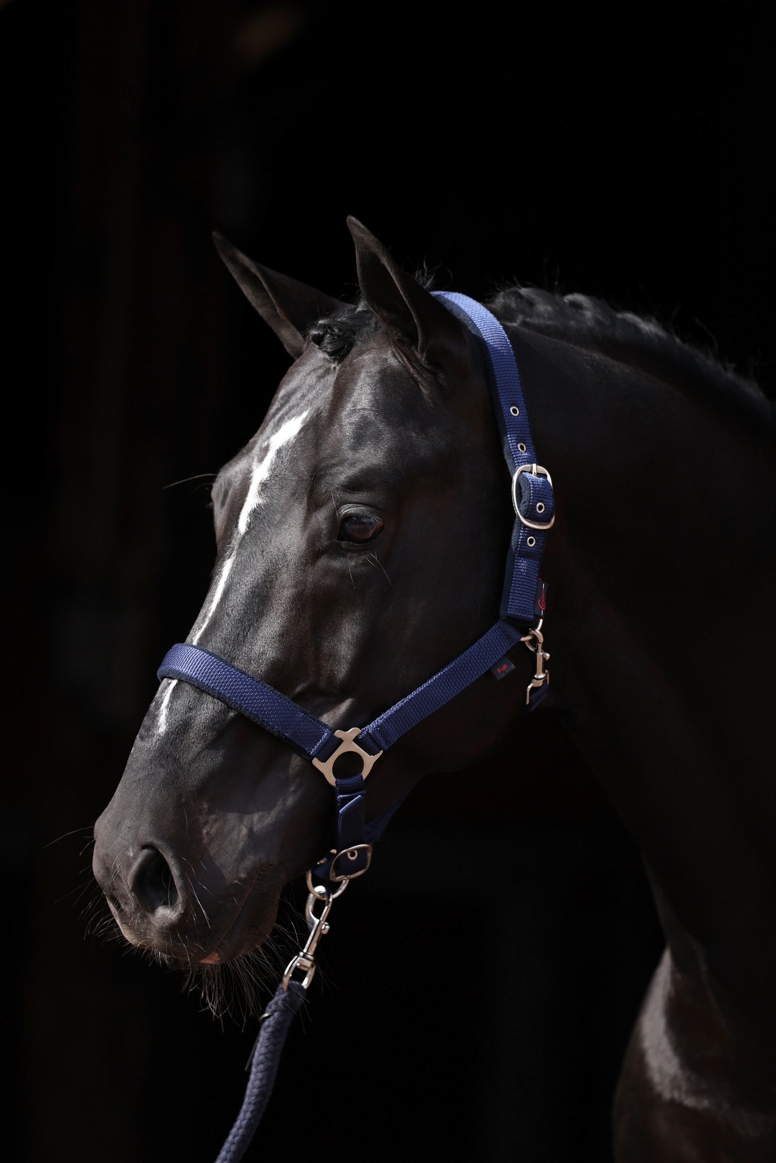 DB/AB Covalliero Dexter Cavezza con base in pile