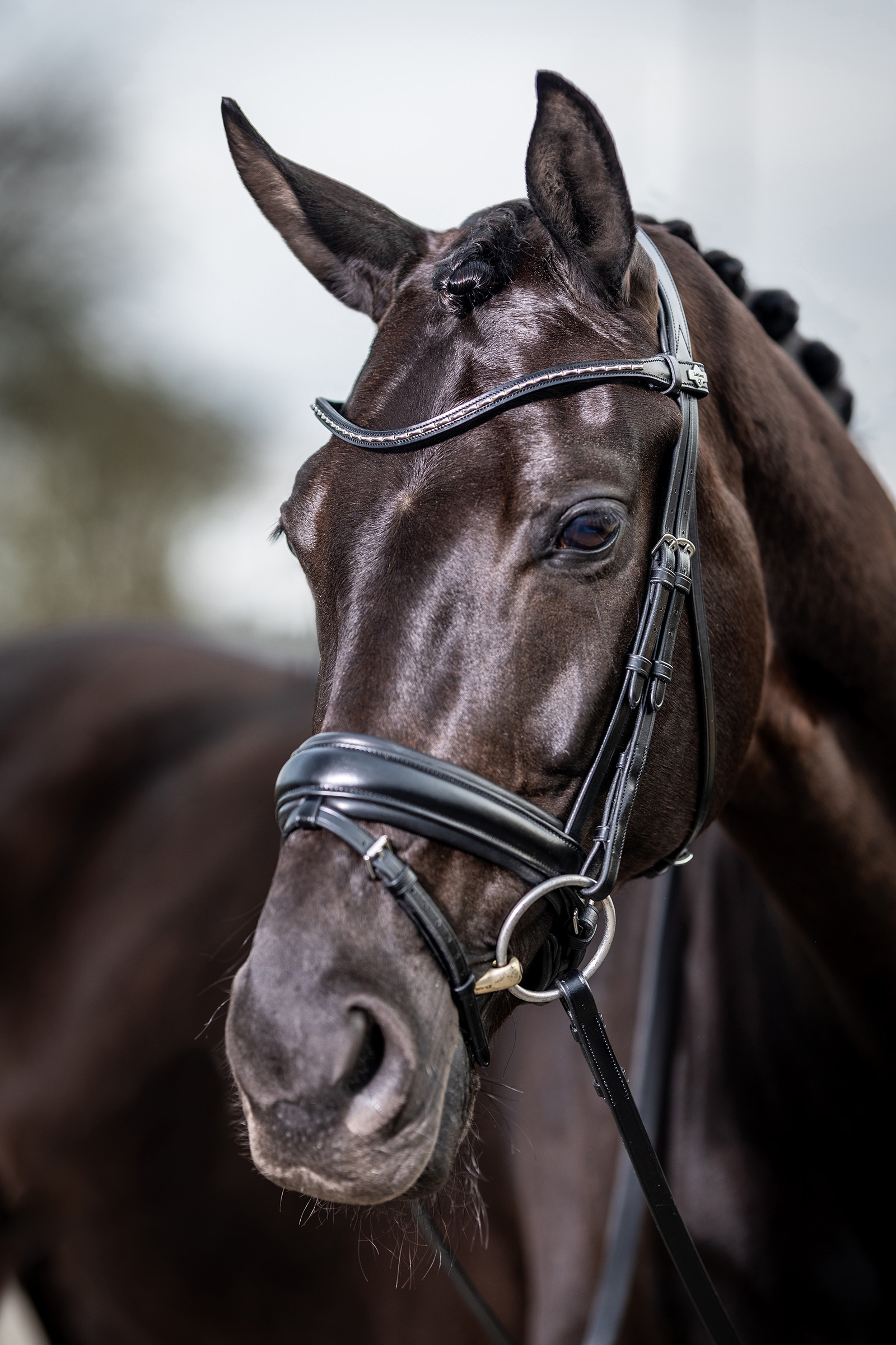 LeMieux Kudos Briglia classica da dressage