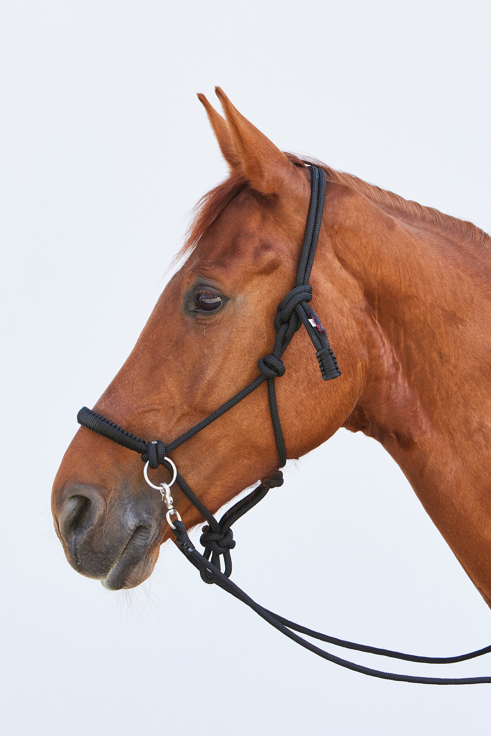 Kieffer Ruby Rope Cavezza