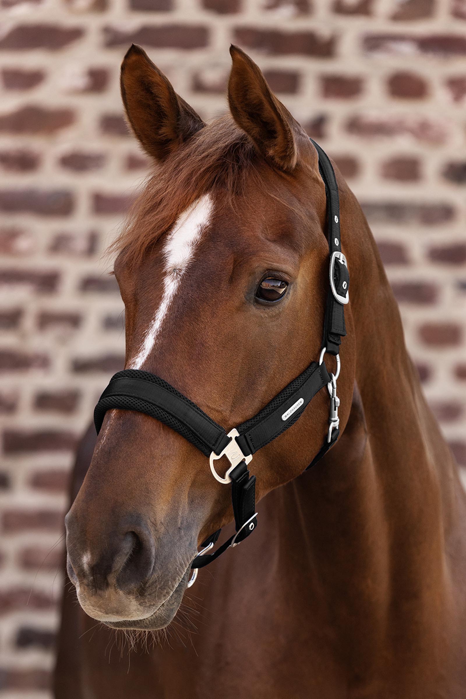 Waldhausen Breath Rete Cavezza