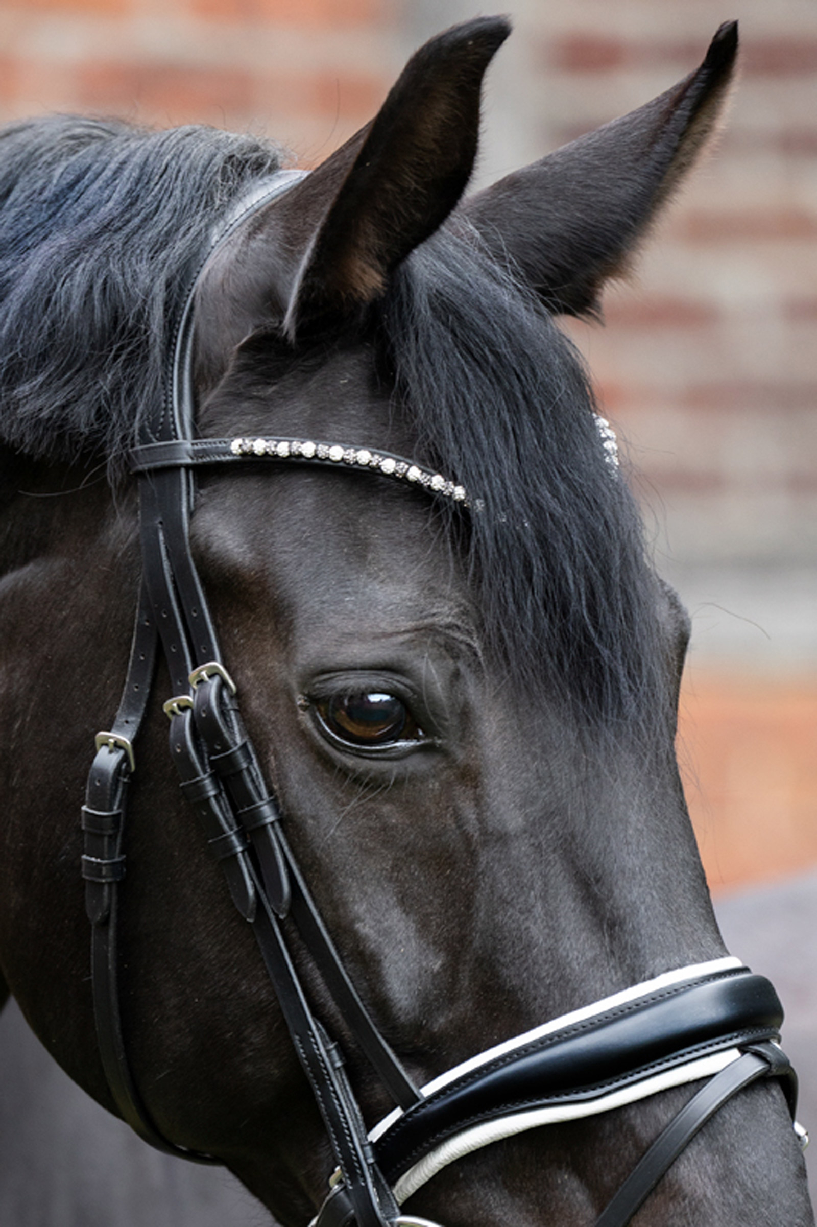 Kavalkade Frontalino Pila