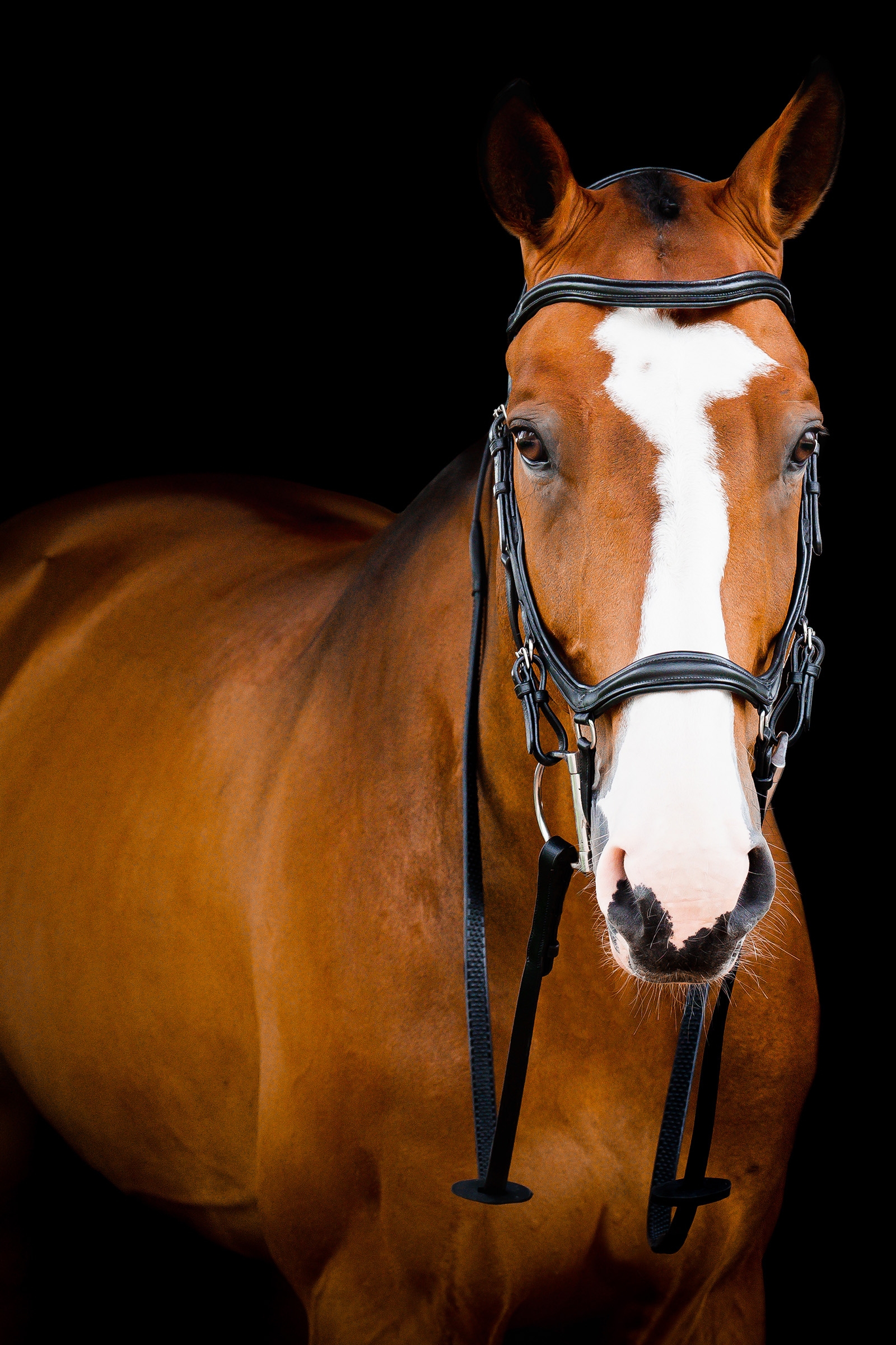 Horseware Micklem 2 Deluxe Competition Briglia