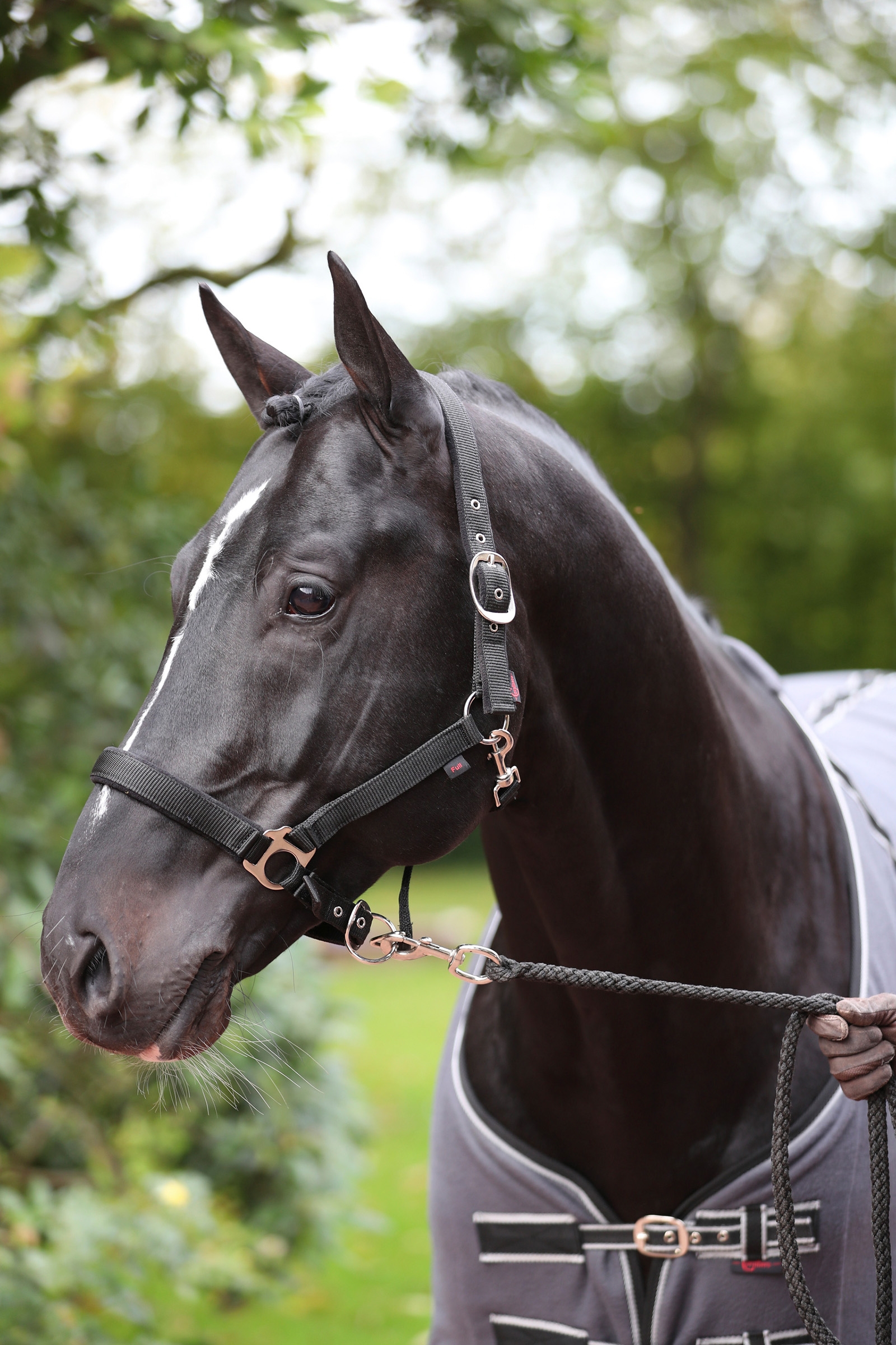 Covalliero Dexter Cavezza con base in pile