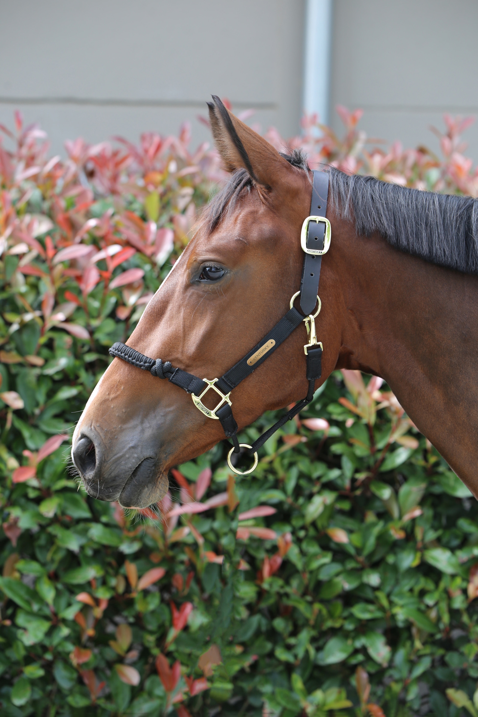 Capezza di controllo Kentucky Horsewear