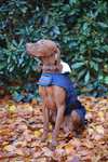 Cappotto per cani Kentucky Dogwear impermeabile