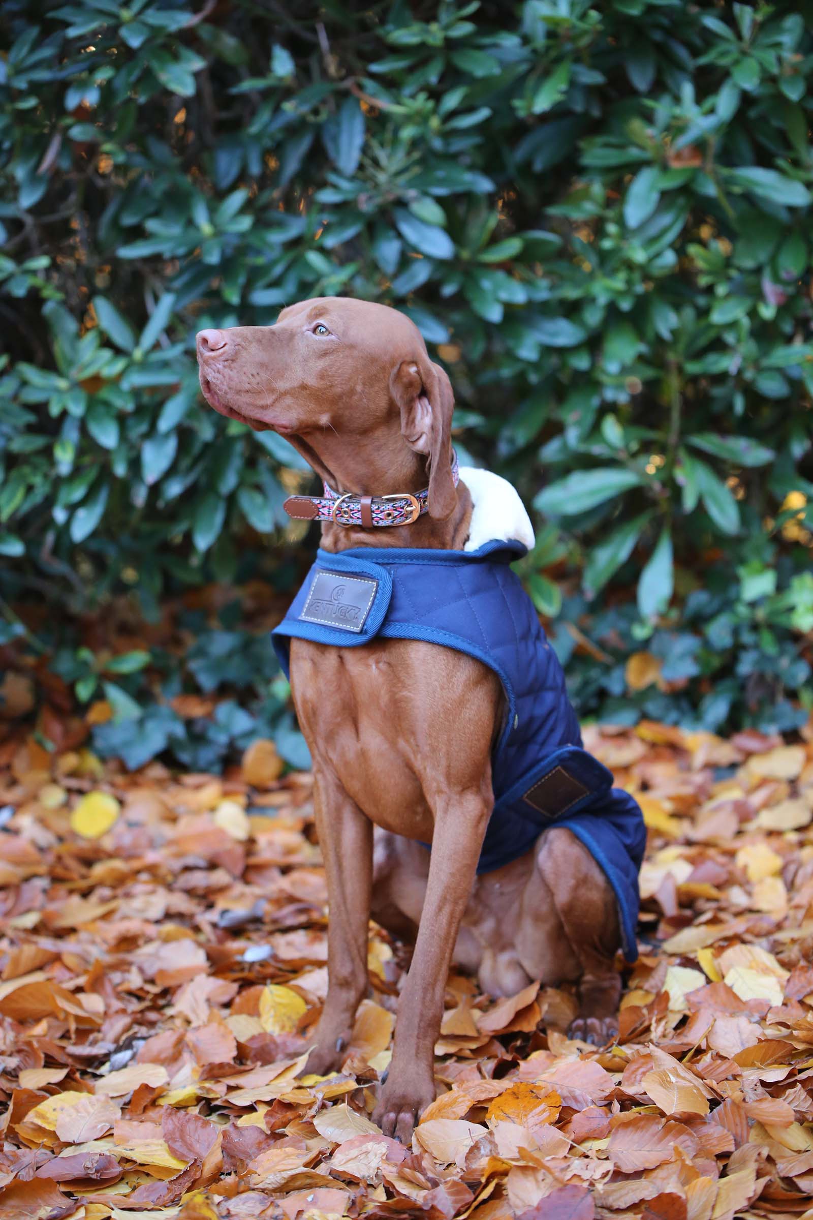 Cappotto per cani Kentucky Dogwear impermeabile