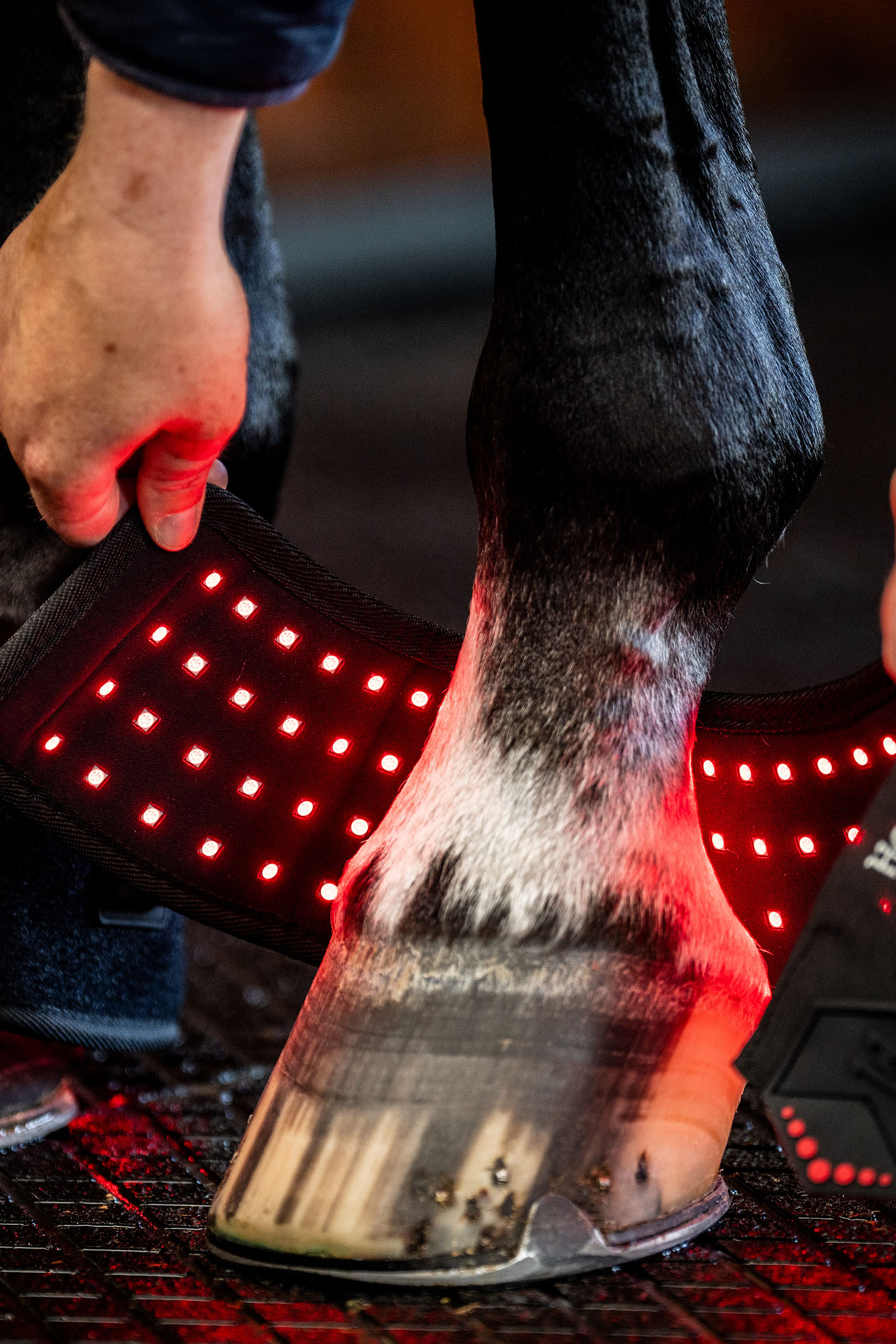 Horseware stinchiera terapeutica a LED con luce rossa mini (1 pz.)