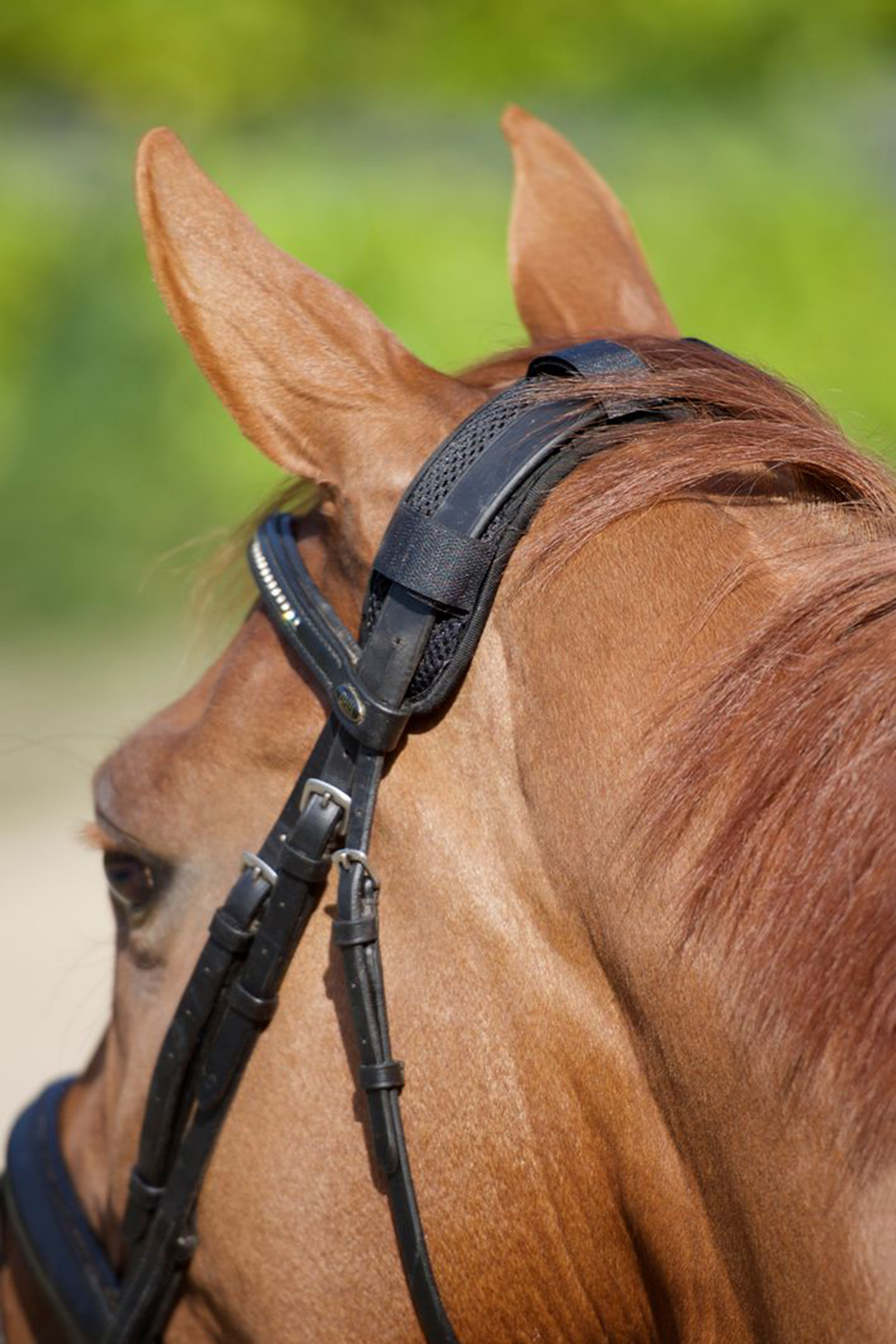 Back on Track copricapo per cavalli