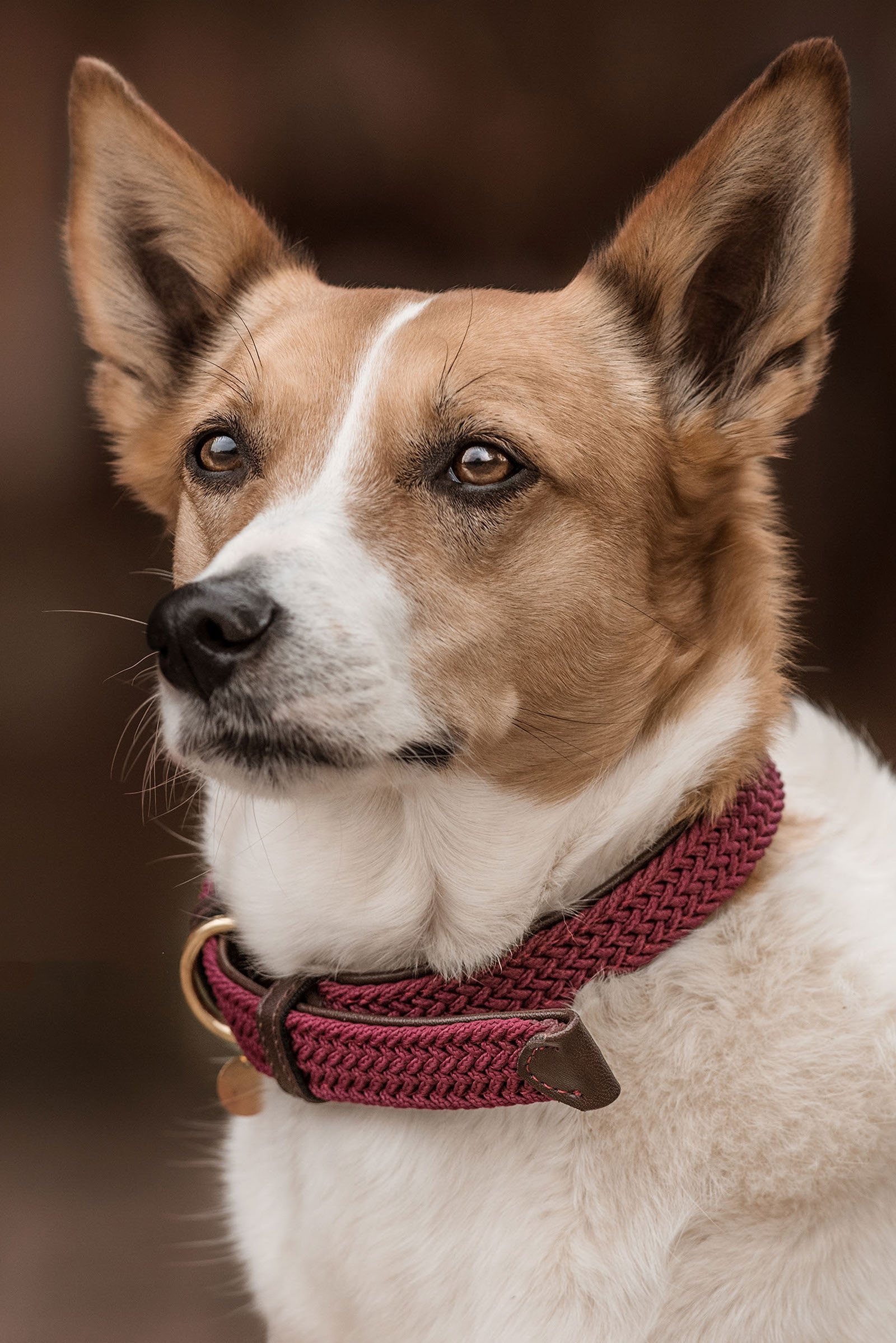 Dark Red Collare per cani in nylon intrecciato Kentucky Dogwear