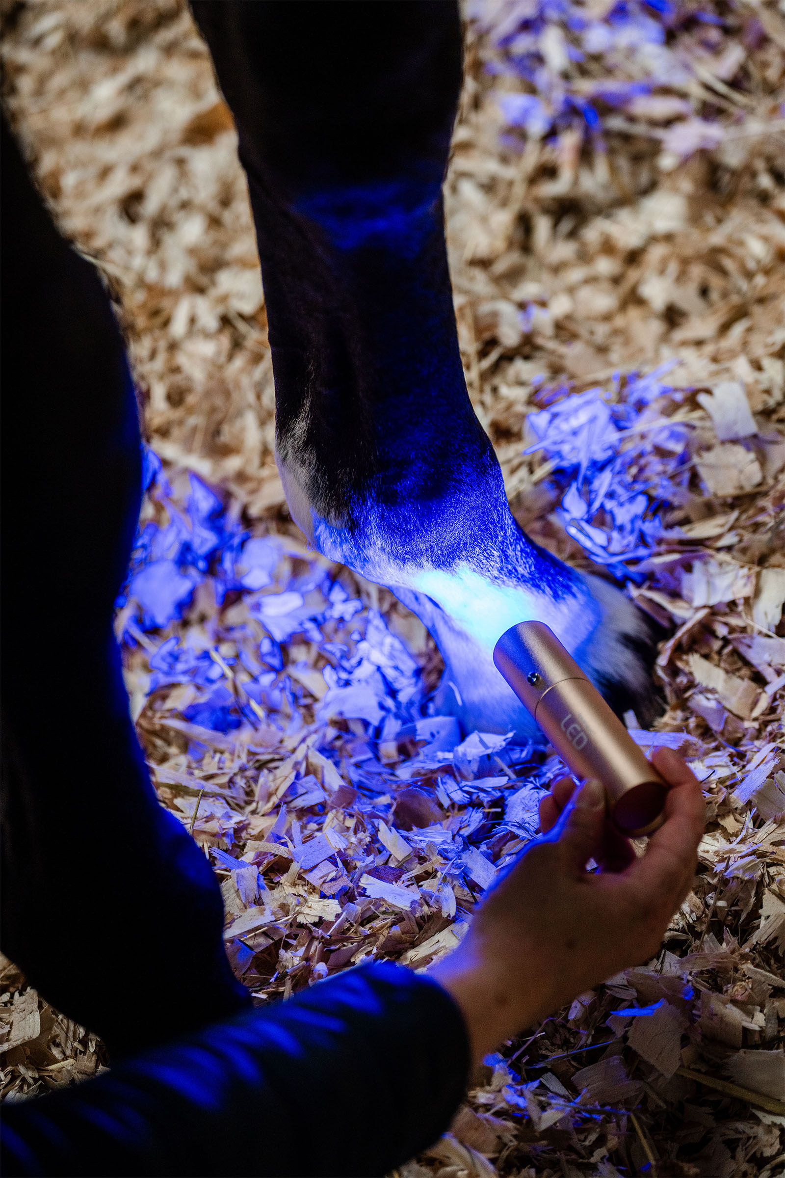 Horseware Bacchetta terapeutica a LED con luce rossa
