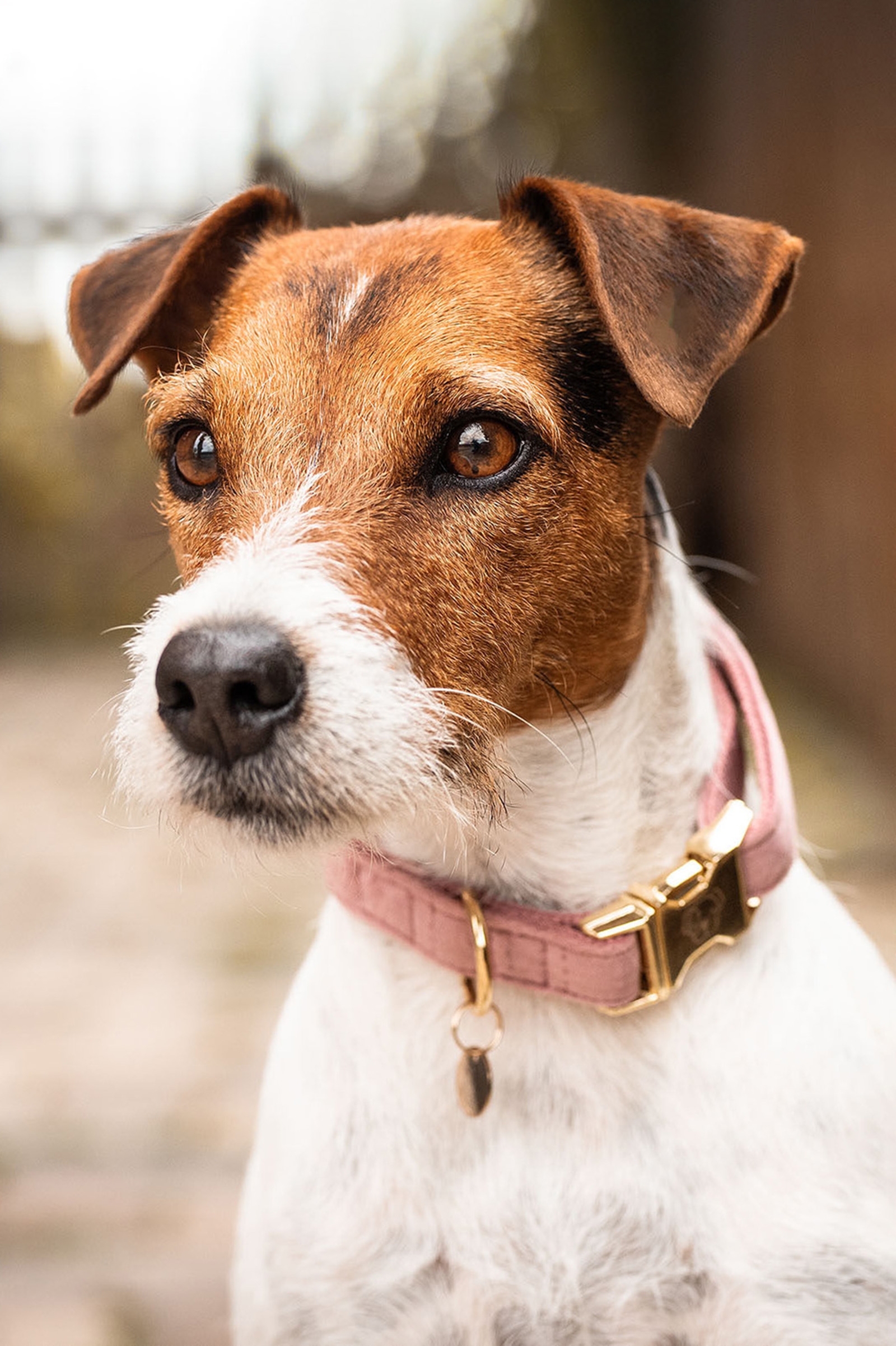 Raspberry Pink Kentucky Dogwear Collare per cani in velluto