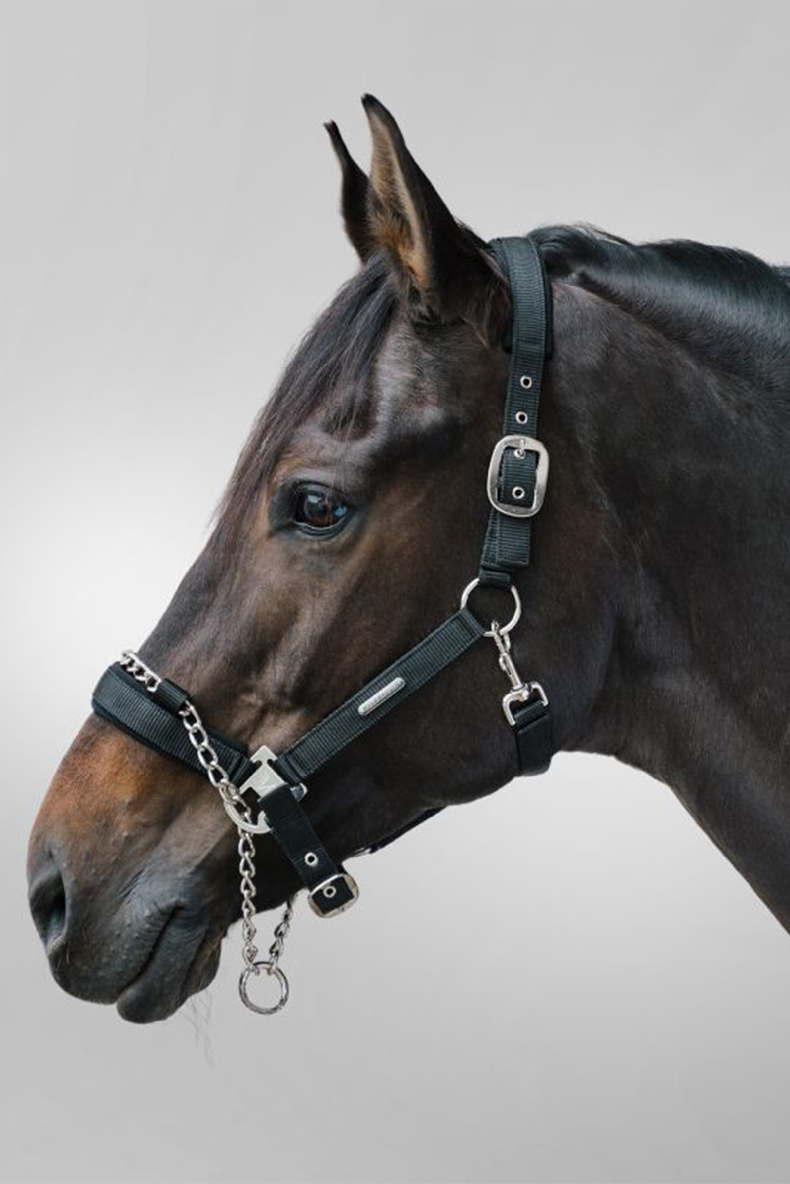 Cavezza di sicurezza Waldhausen Pro Safety