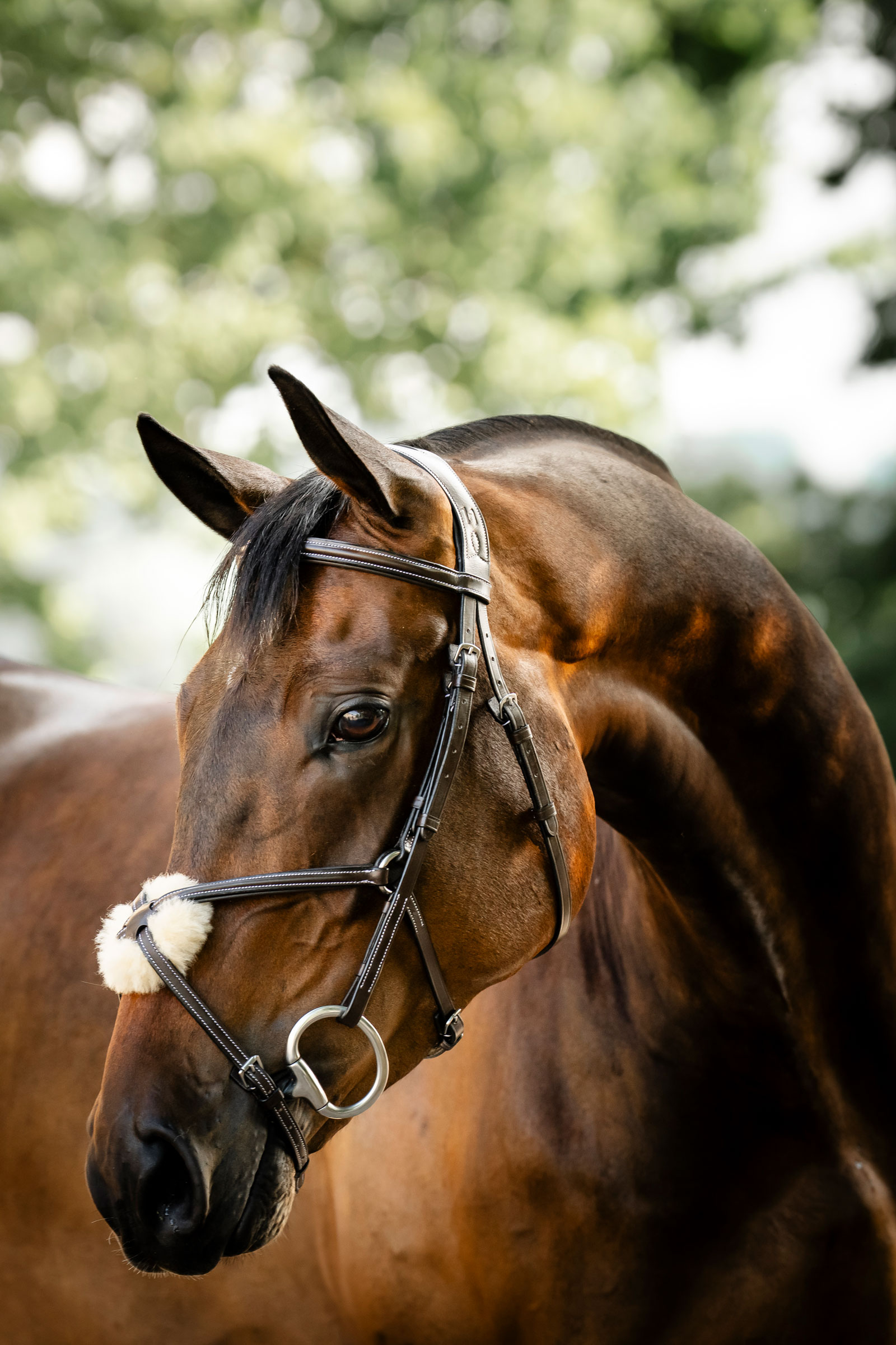 Horseware briglia con capezzina a otto