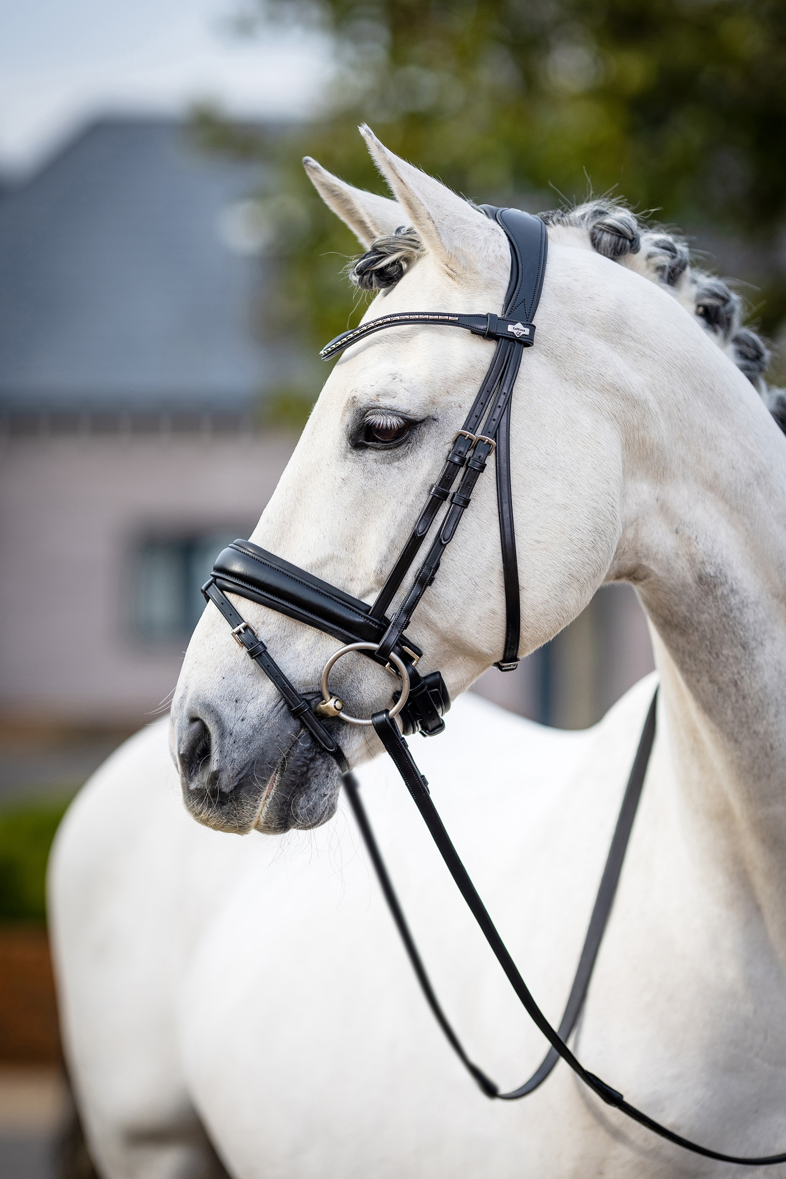 LeMieux Kudos Briglia classica da dressage