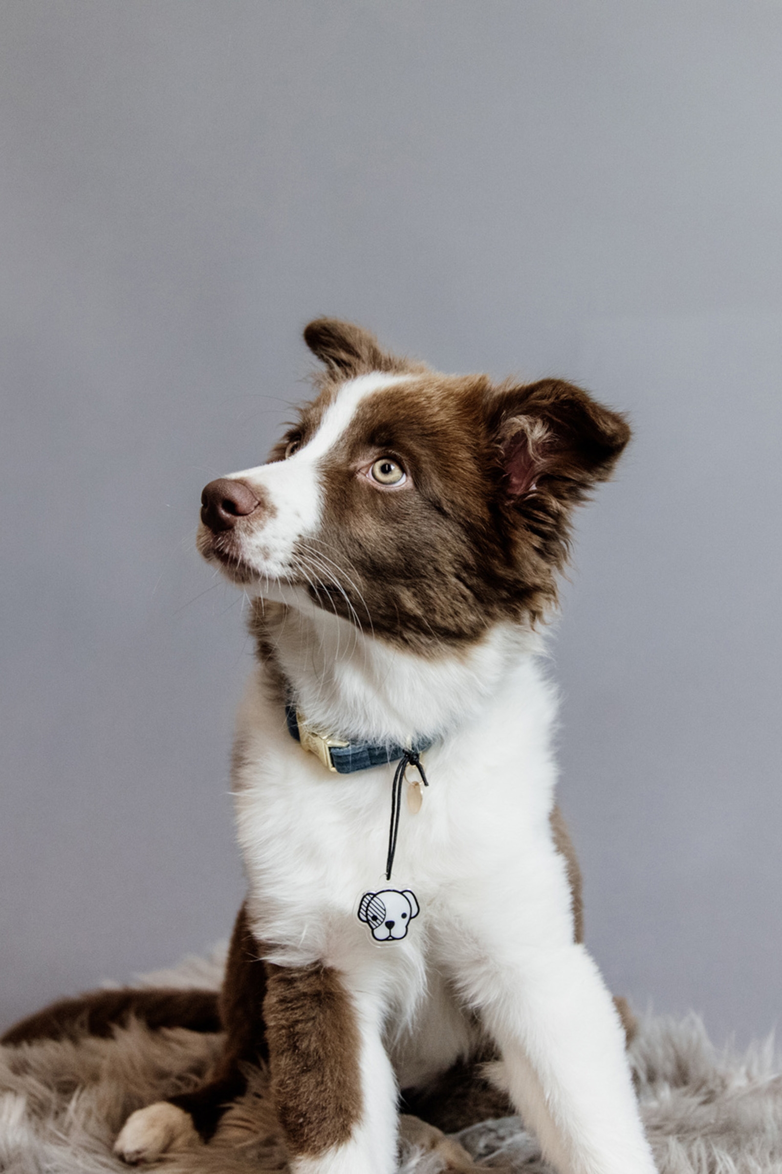 Kentucky Dogwear Collare per cani in velluto