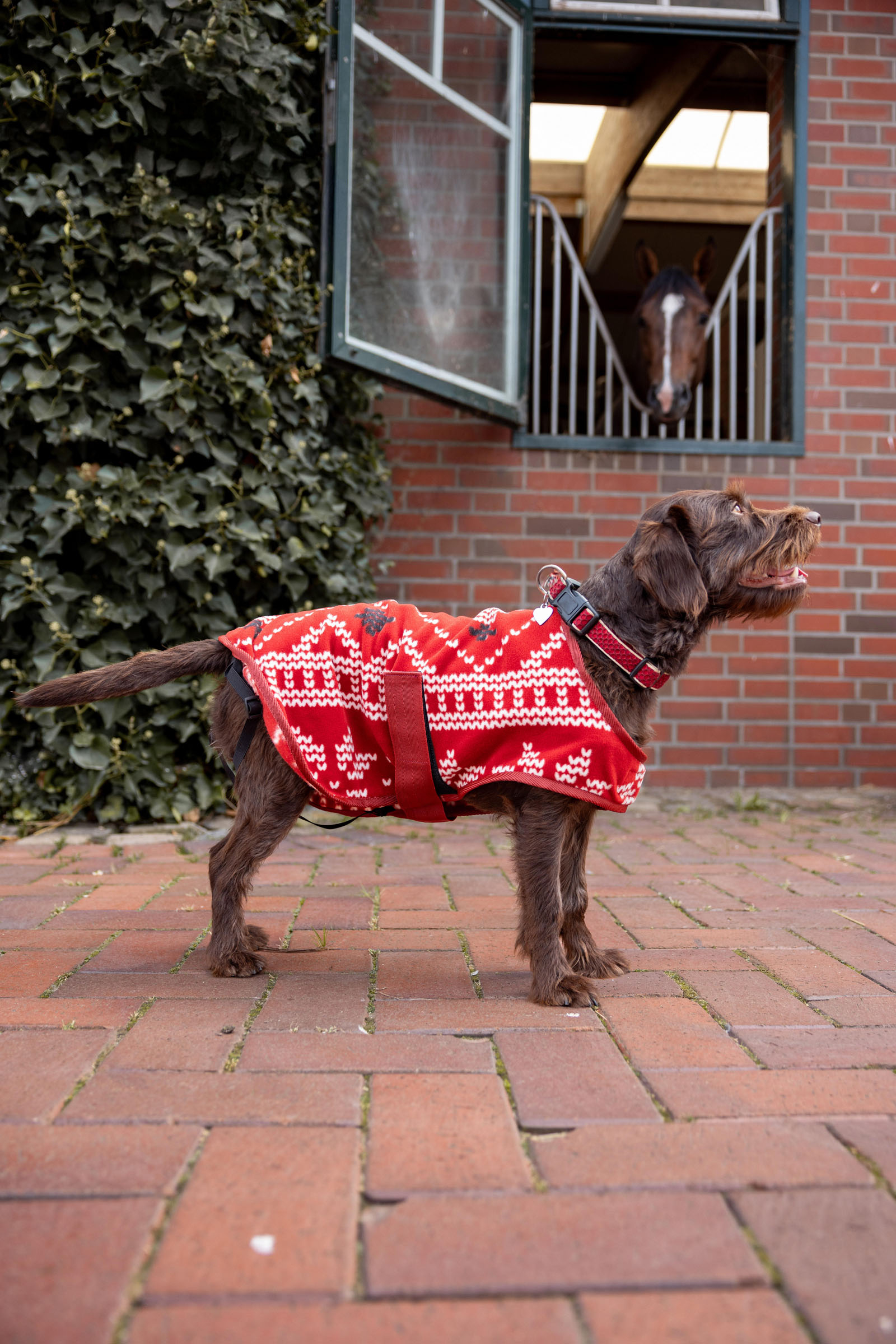 Maglione di Natale per cani Horze