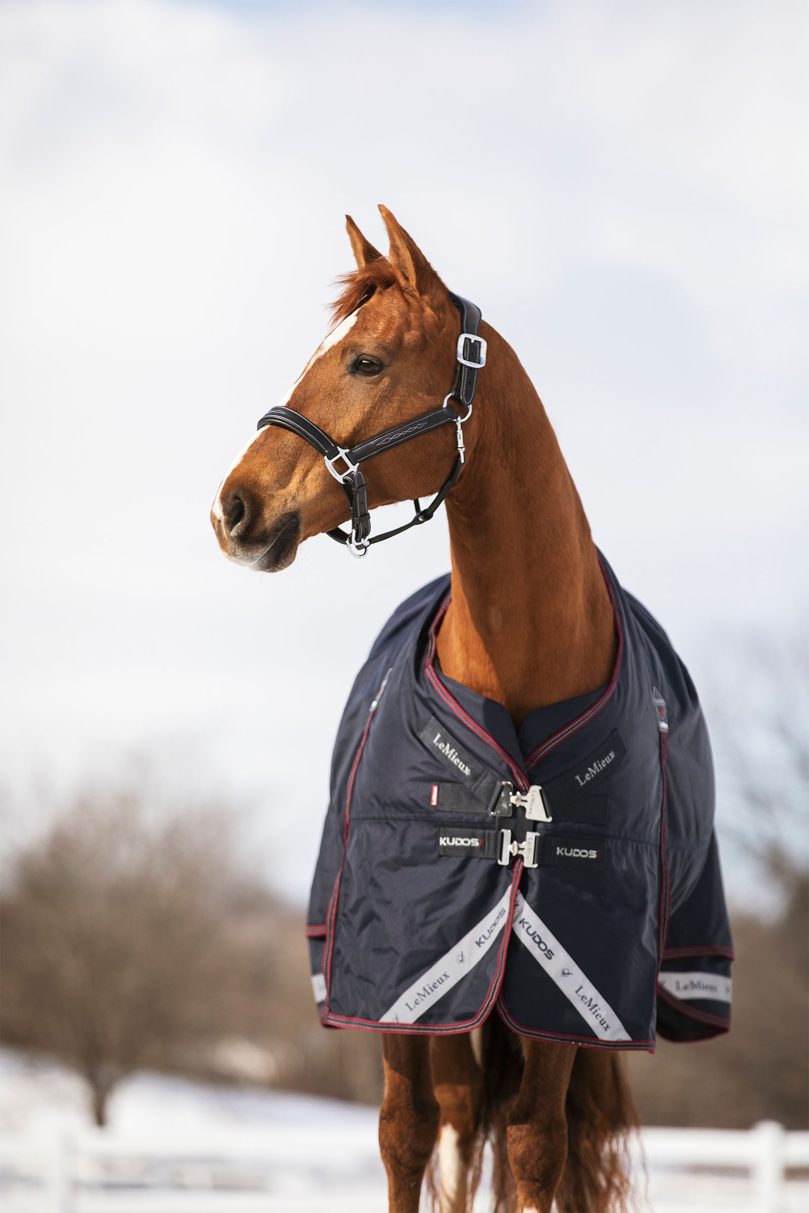 LeMieux Kudos coperta da paddock 350g