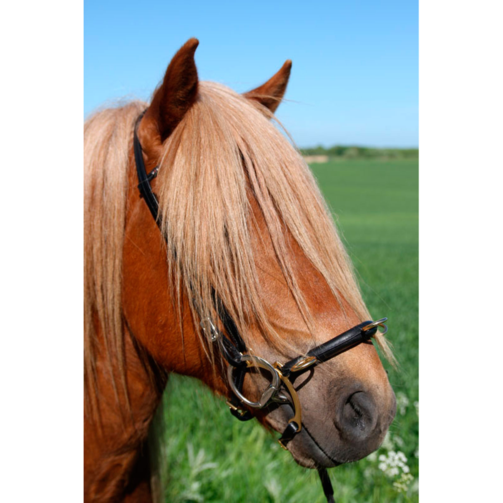 Karlslund Equitazione kapsun w. sbarra