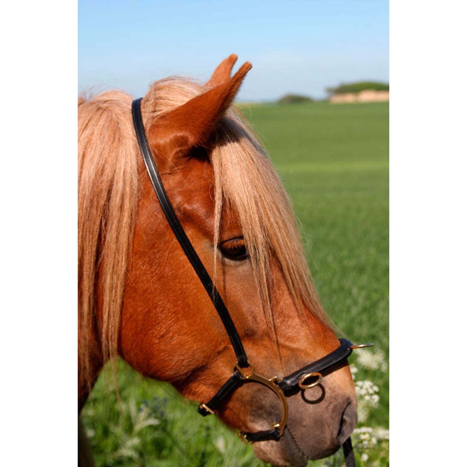 Karlslund Equitazione kapsun w. sbarra