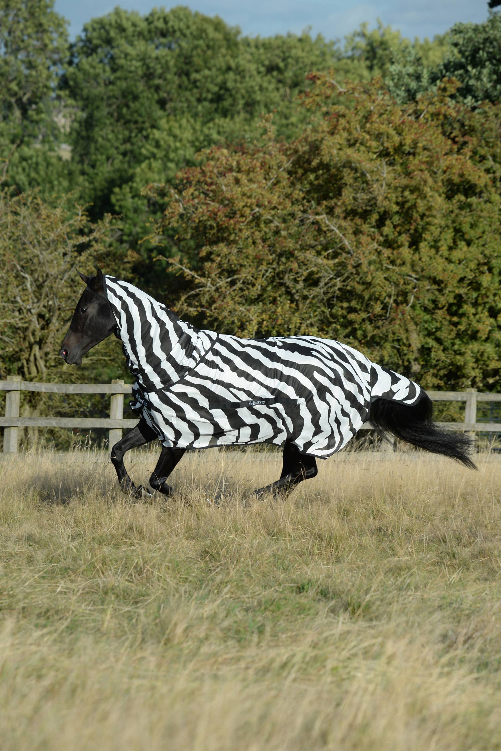 Bucas Buzz-Off Zebra Coperta antimosche con collo fisso