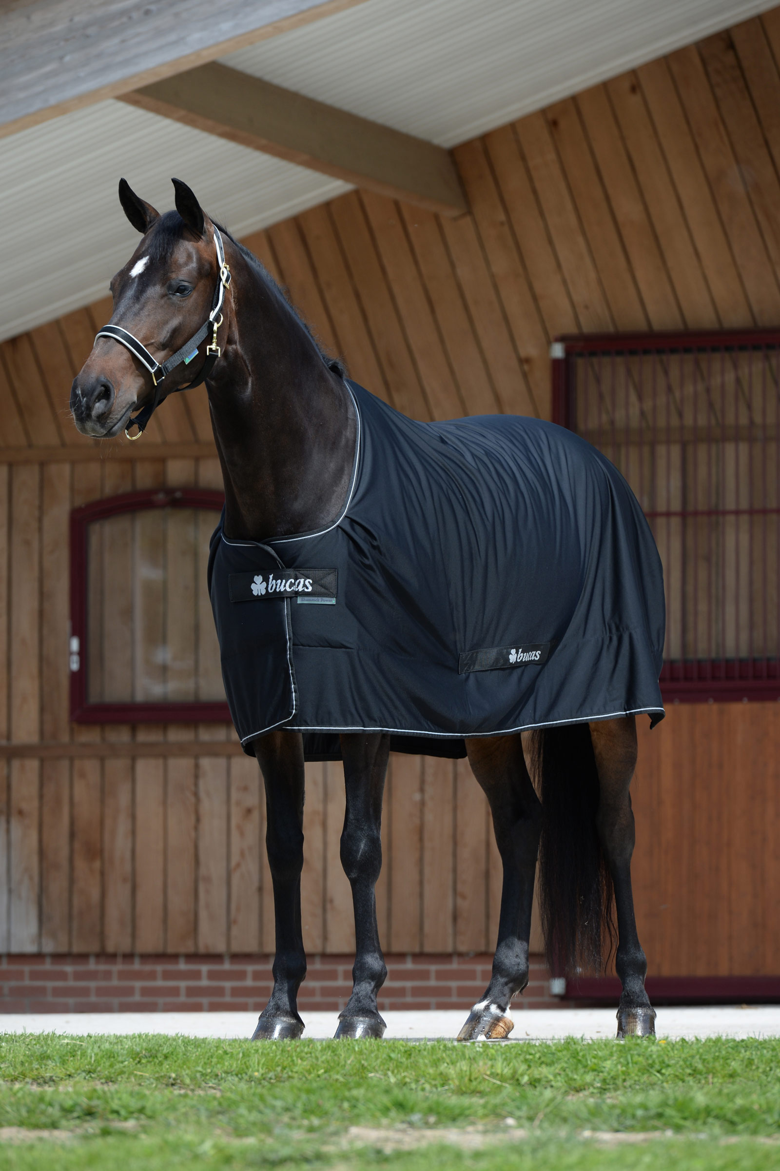 Bucas Shamrock Power coperta 