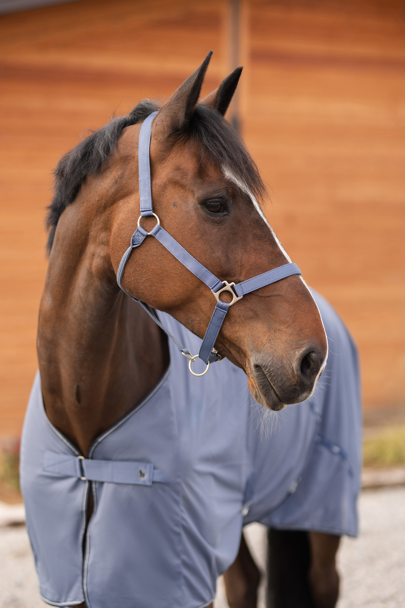 Horze Cavezza Rose Tonique