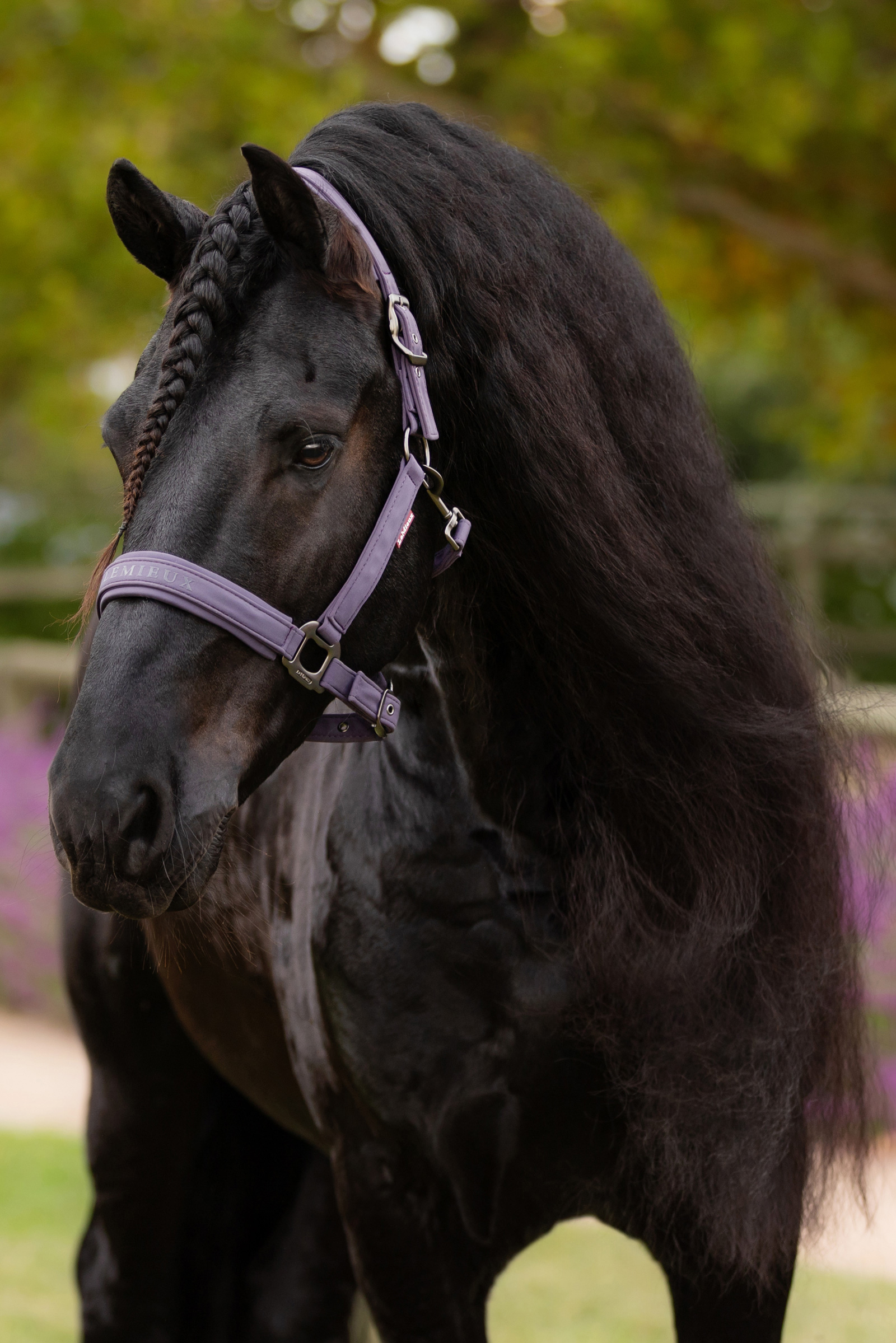 LeMieux Essence Cavezza