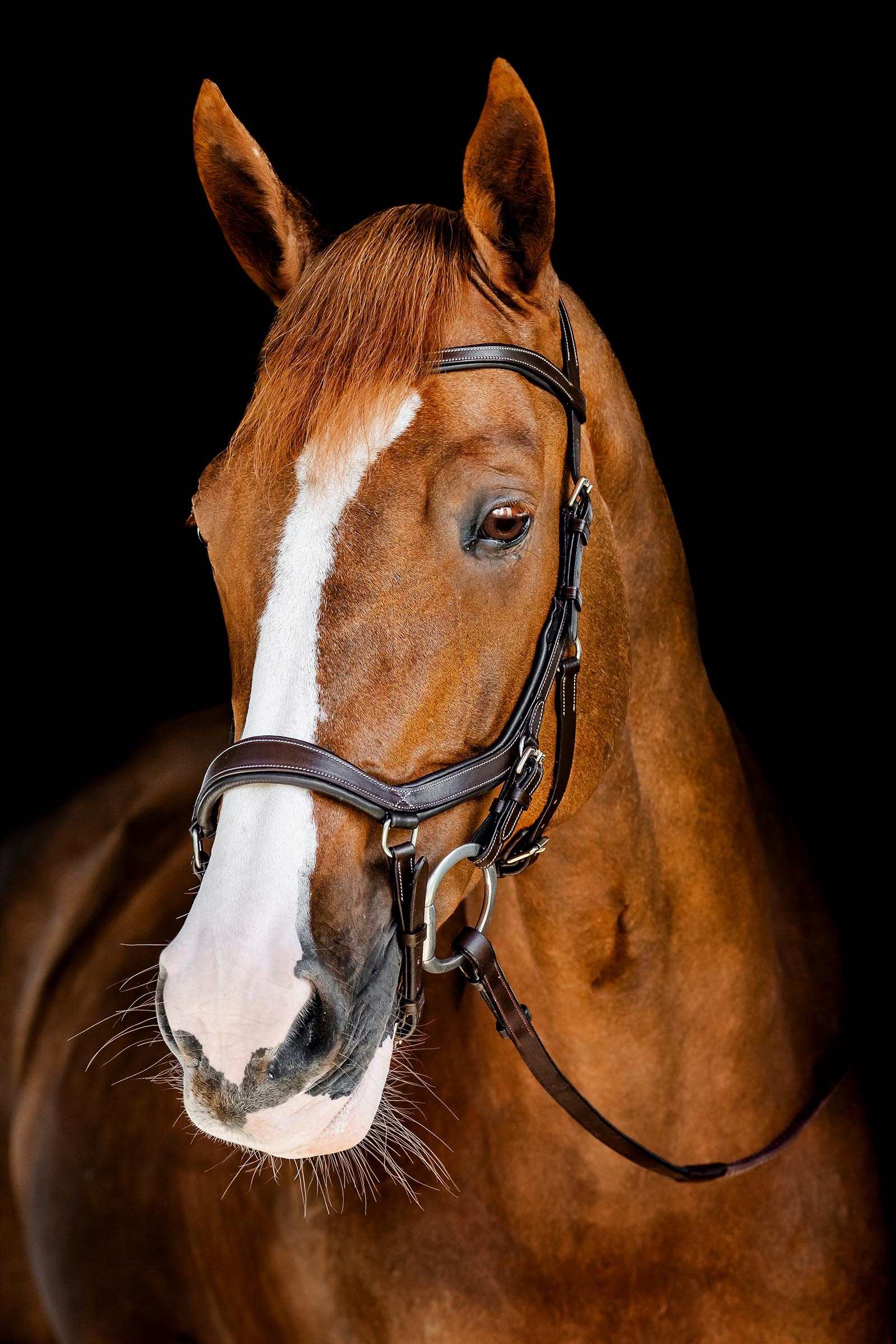 Horseware Rambo Micklem testiera da competizione