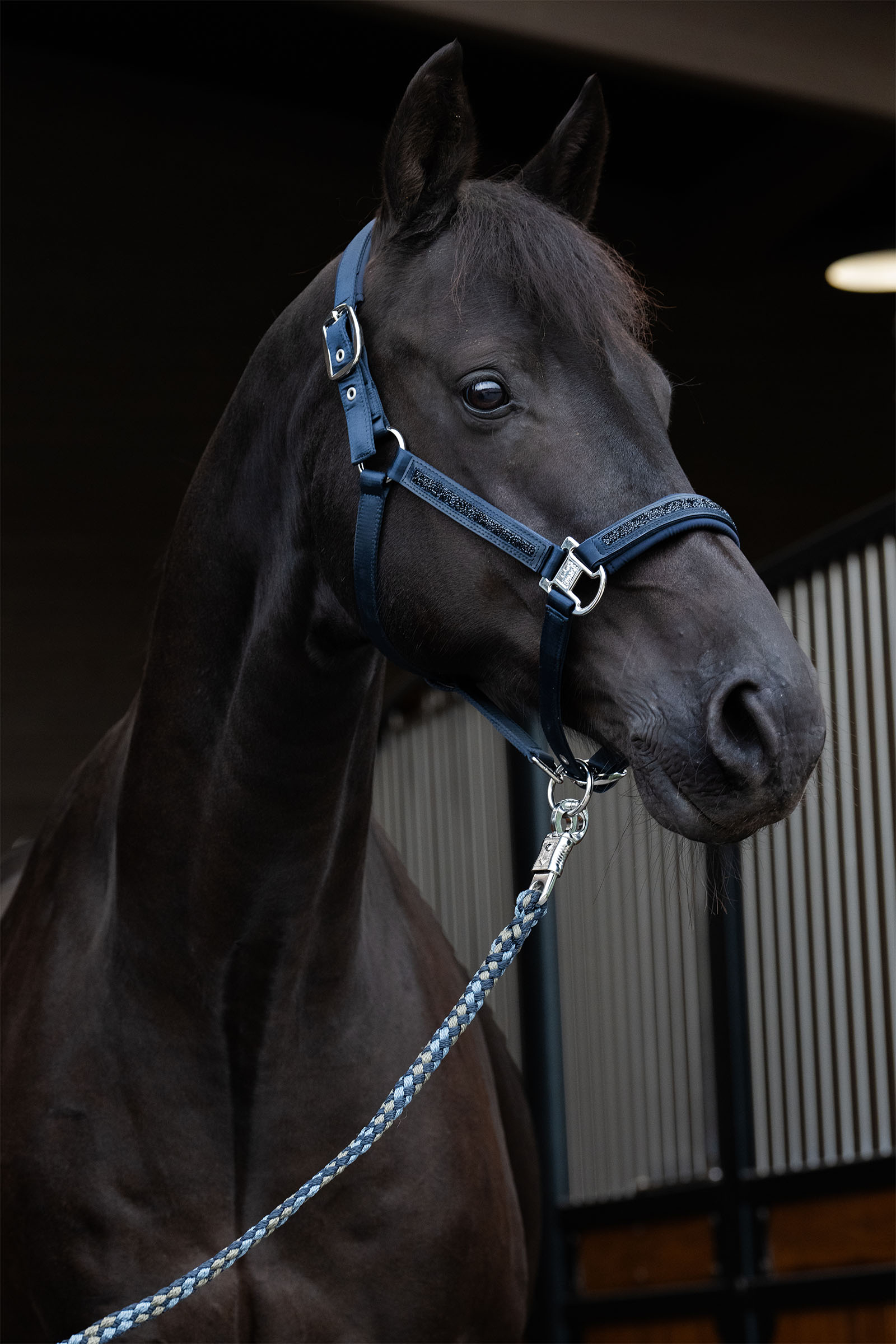 Eskadron Classic Sports SS25 Mattgloss Jewel Double Pin capezza