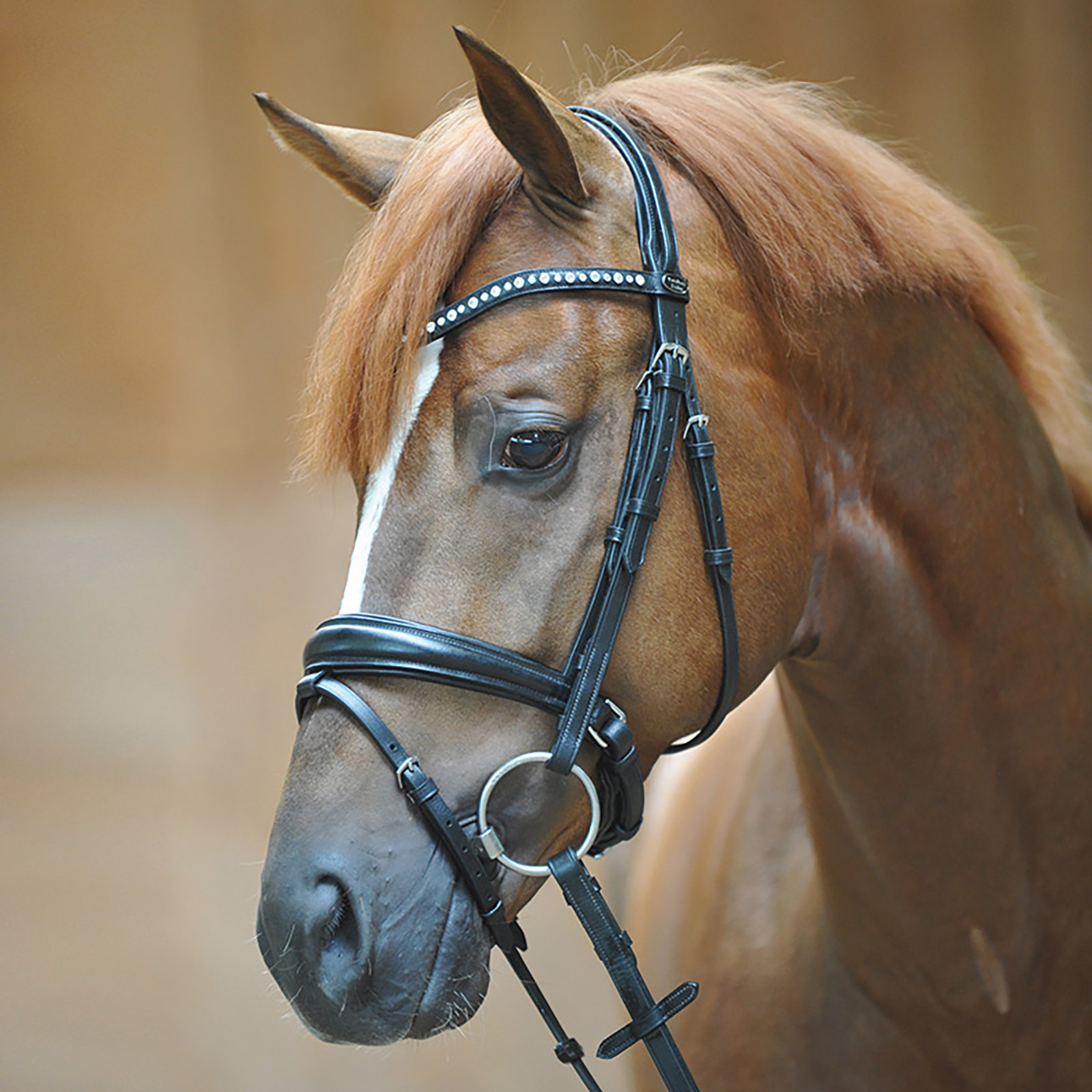 Kavalkade Bridle Mia, capezzina a manovella con flash