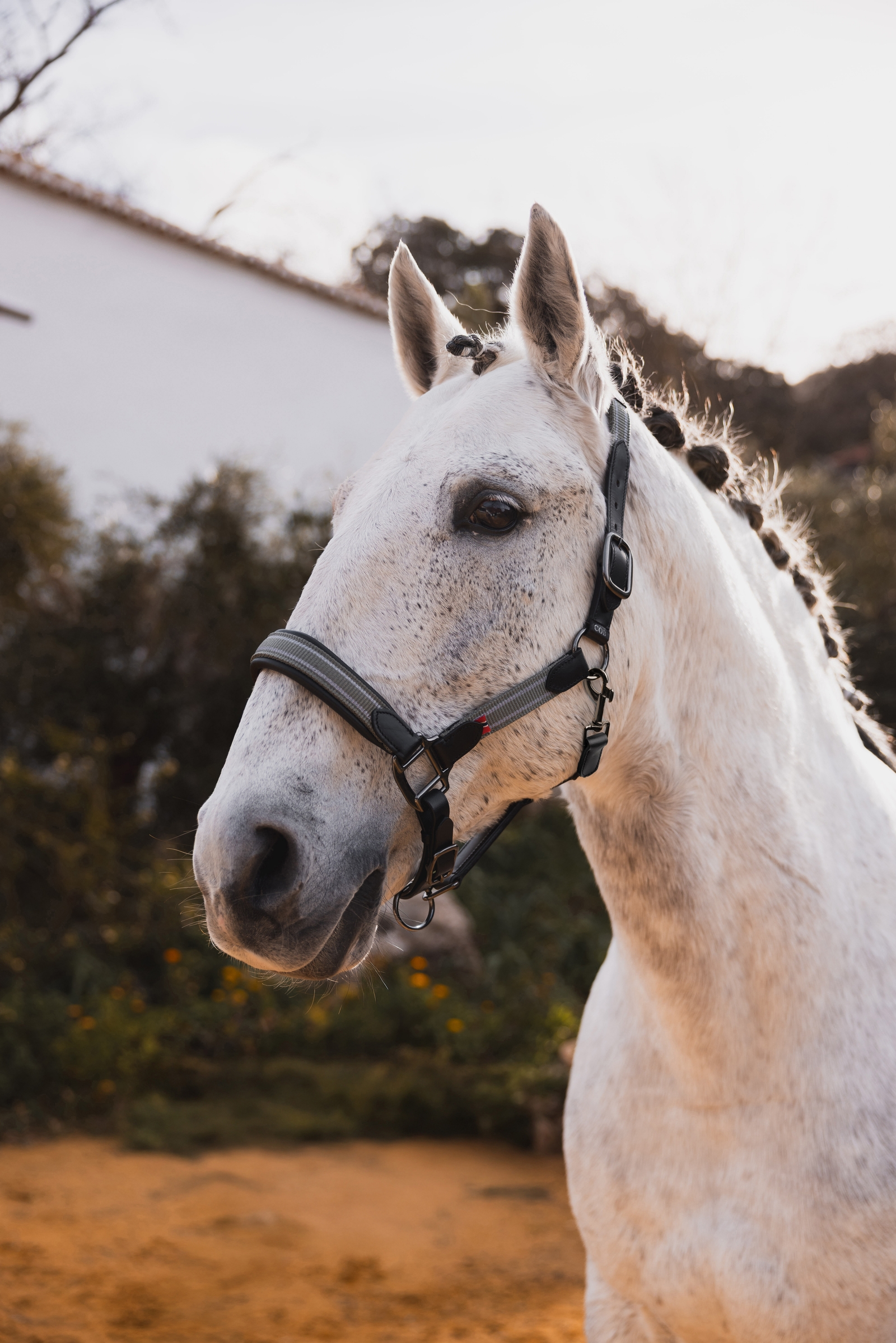 B Vertigo Lennox capezza in pelle