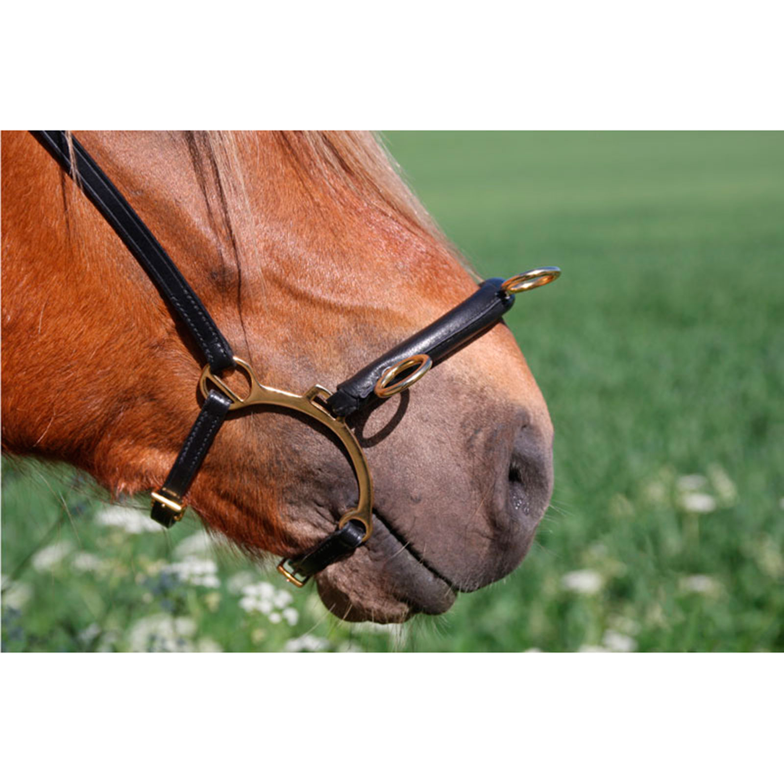 Karlslund Equitazione kapsun w. sbarra