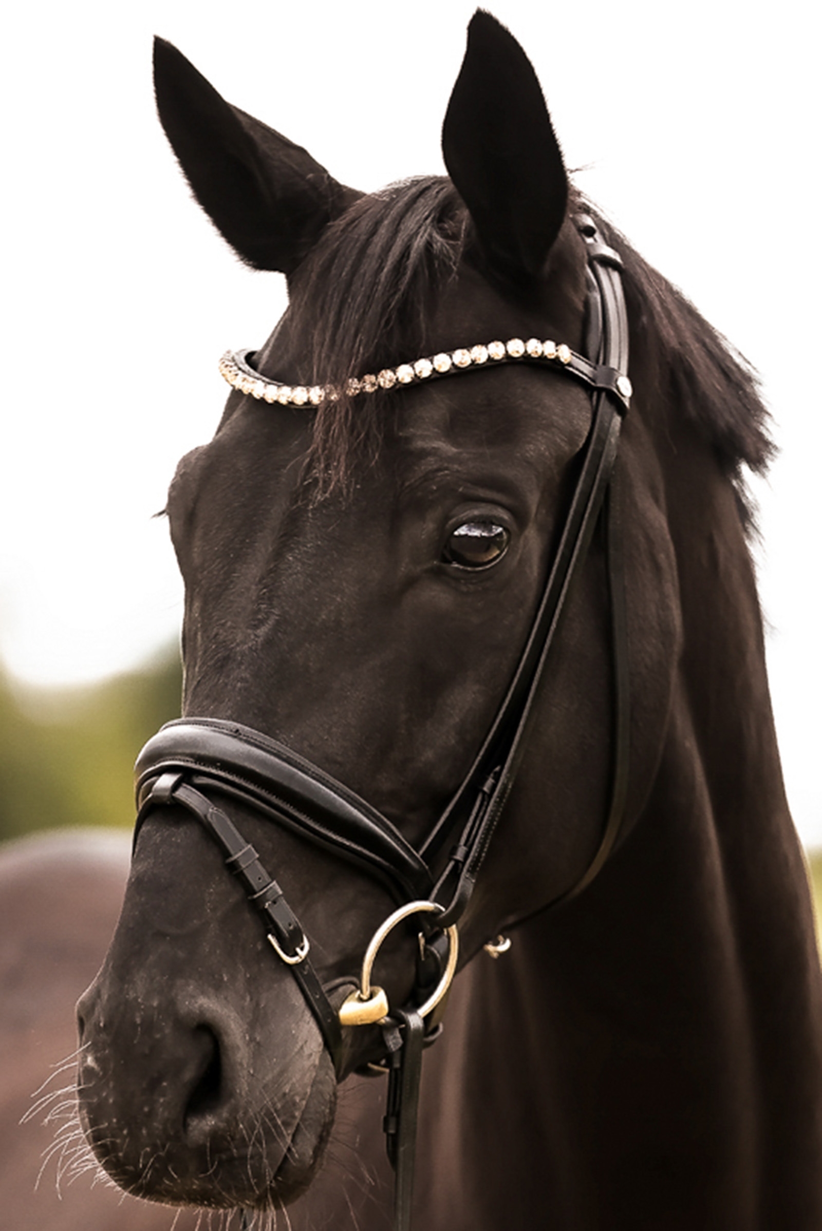 Briglia Kavalkade Fortuna KavalSH4