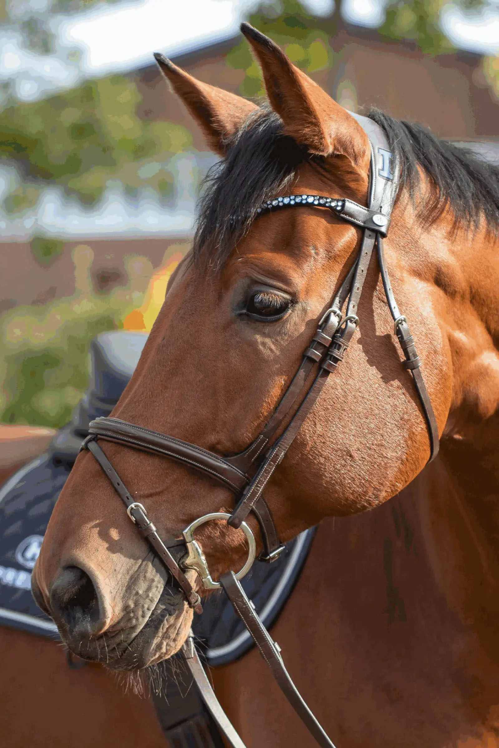 Sprenger Novocontact Filetto A Uovo 14mm A Singolo Snodo Sensogan Con Anelli A Forma Di D