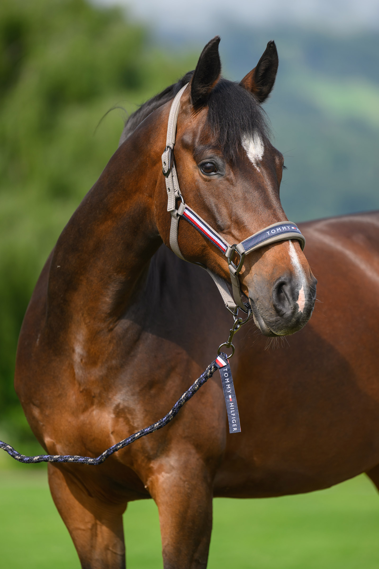 Ash Tommy Hilfiger Equestrian Yale set cavezza e lunghina