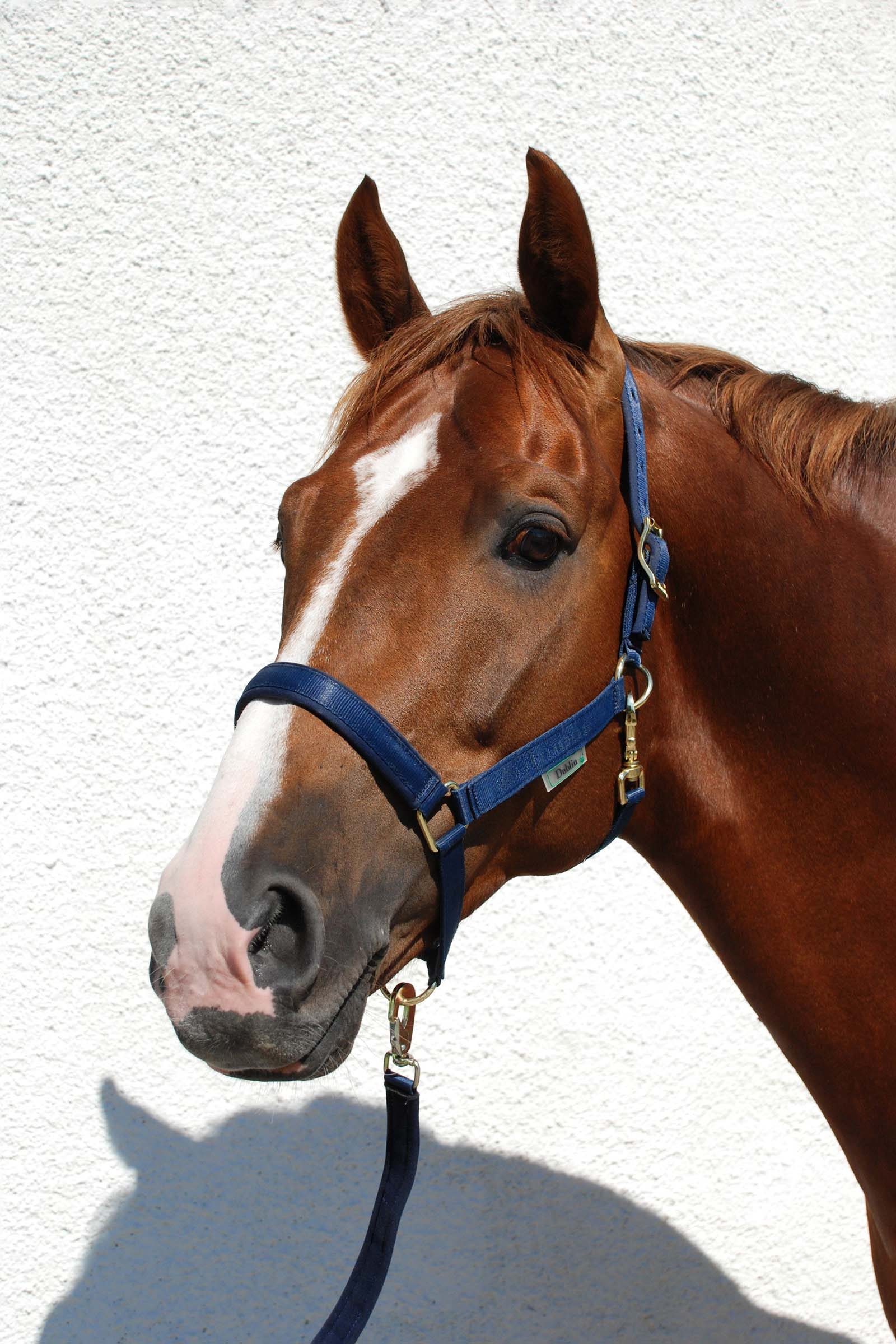 Dark Blue/Dark Blue Bucas Dublin Capezza imbottita Luxury