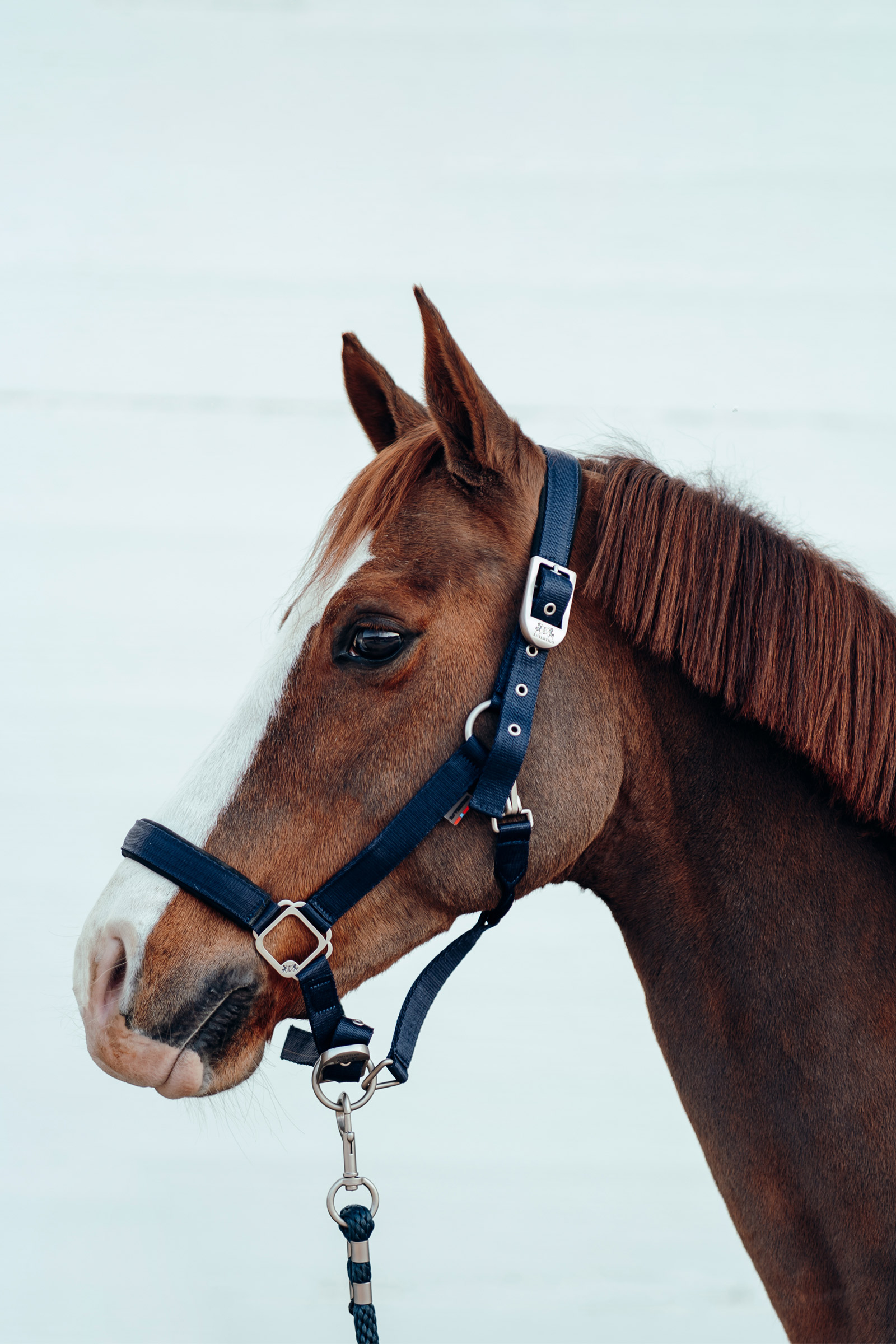 B Vertigo Hardwick Capezza