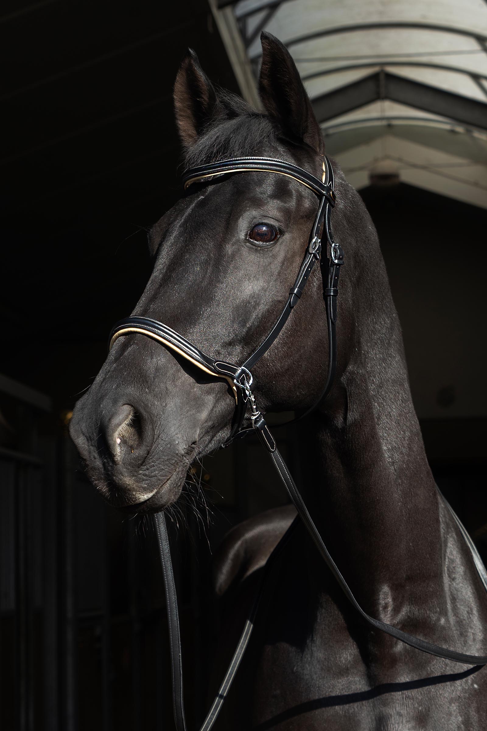 F.R.A. Freedom Riding Articles Sidepull Kiona con redini  