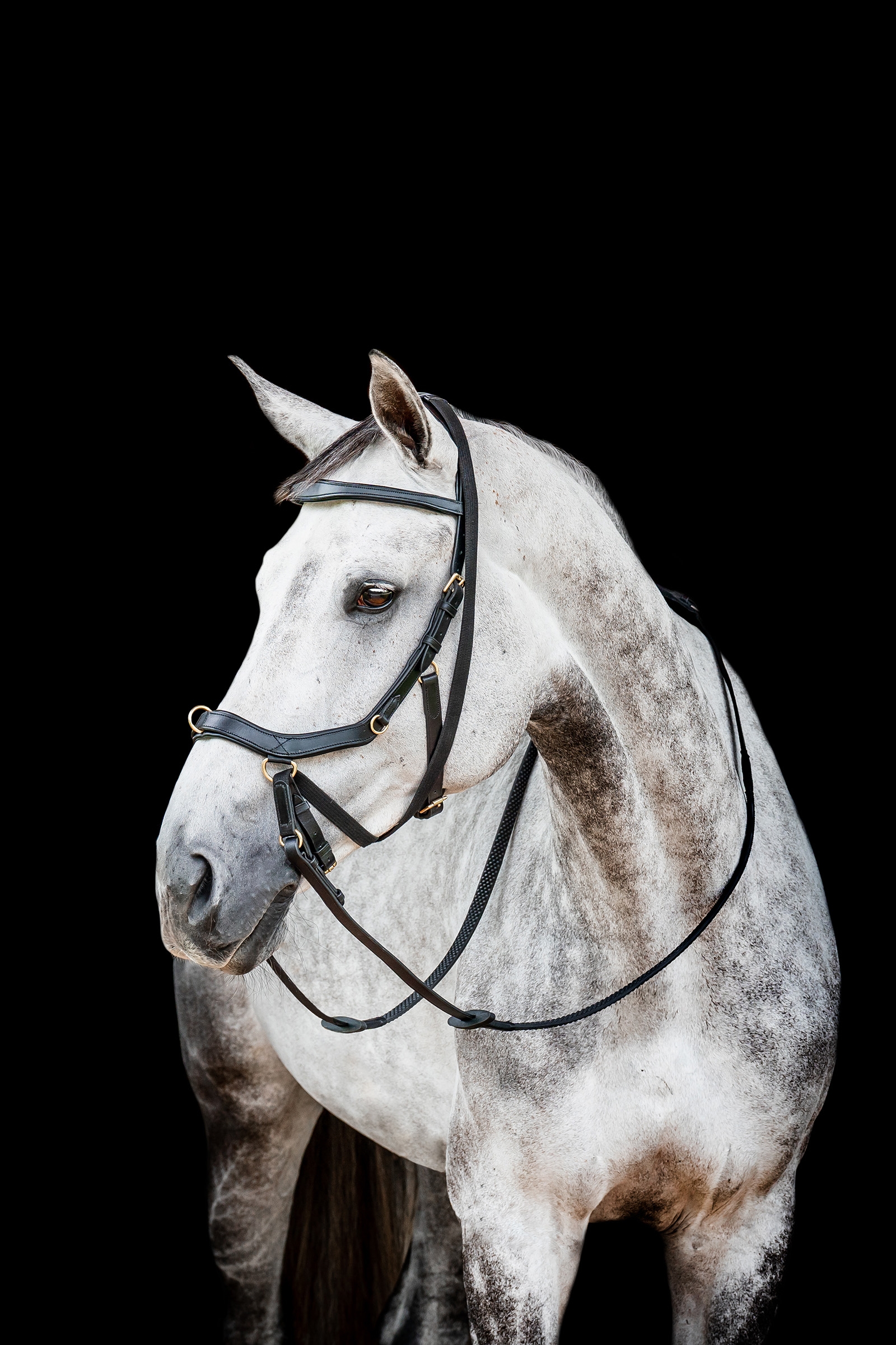 Black Horseware Micklem 2 Multi Briglia