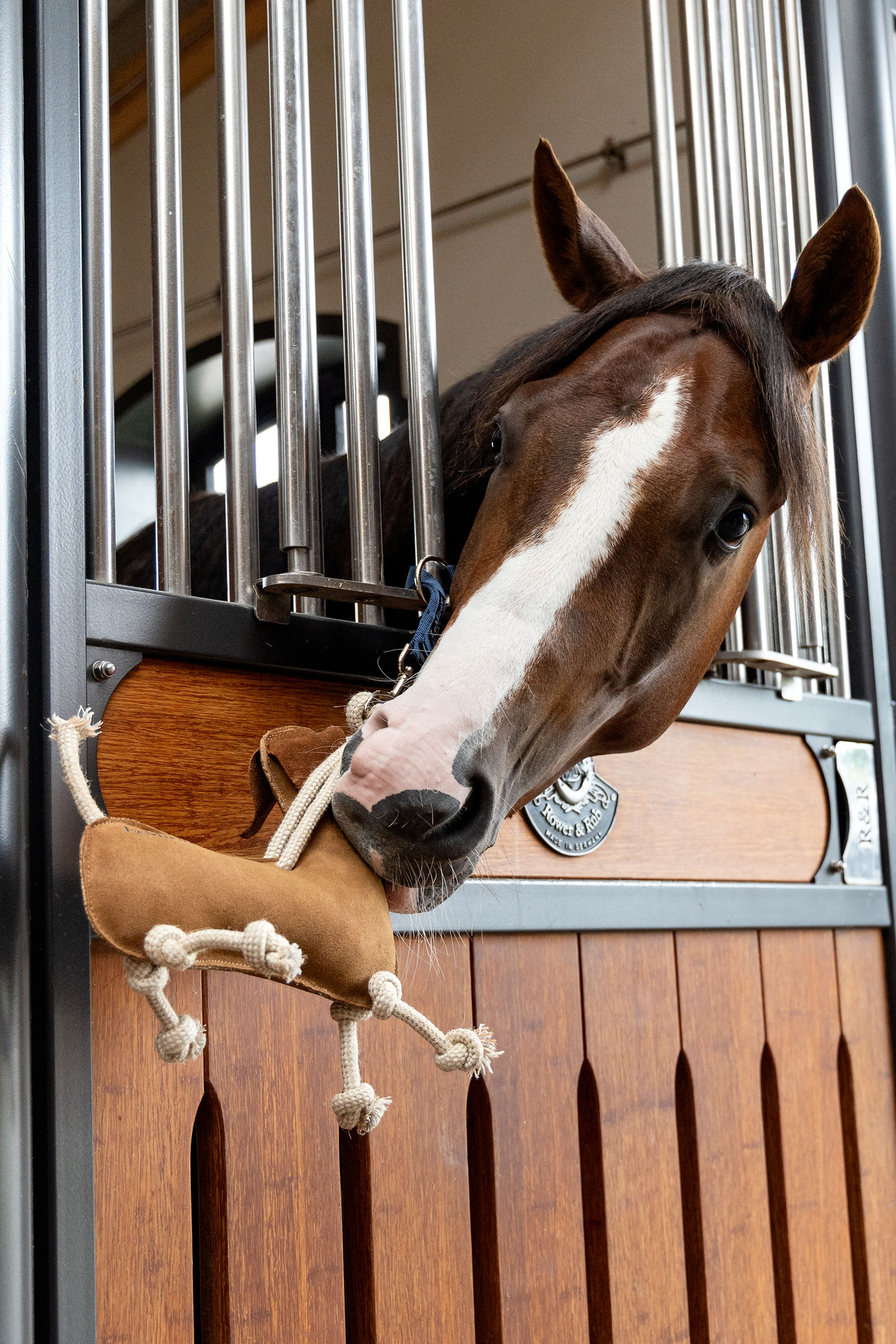 LeMieux gioco per cavalli bassotto