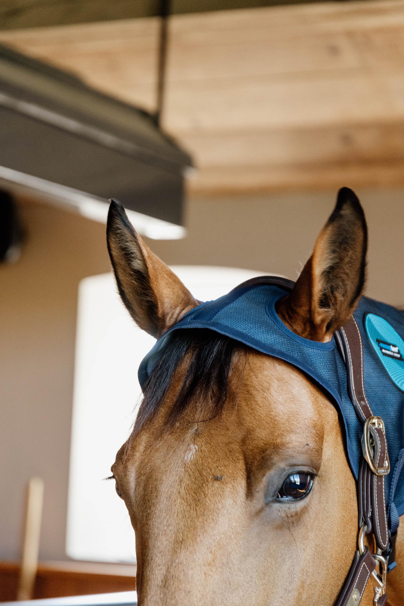 Kentucky Horseware protezione collo magnetica Recuptex