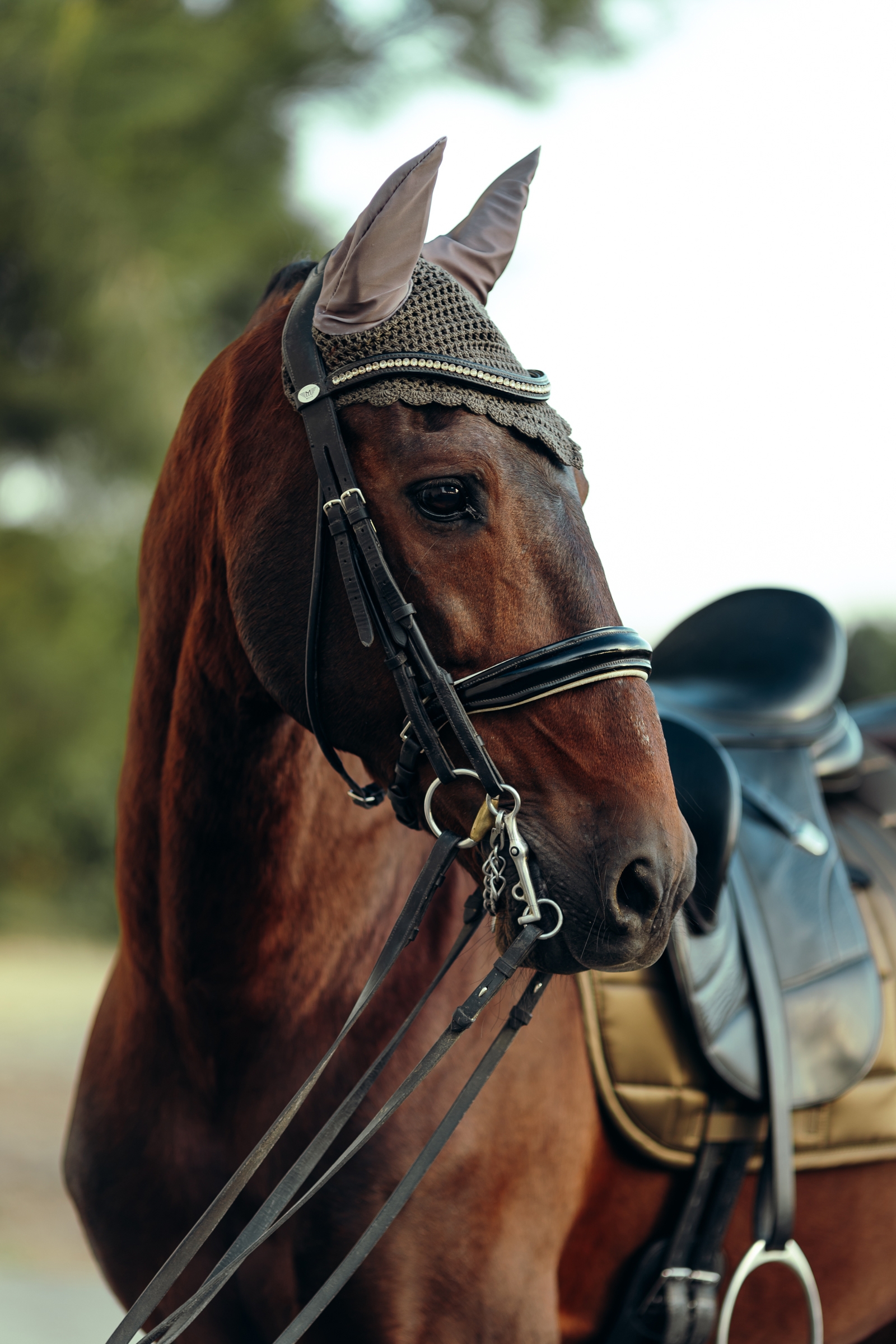 B Vertigo Drew Cuffiette per cavalli