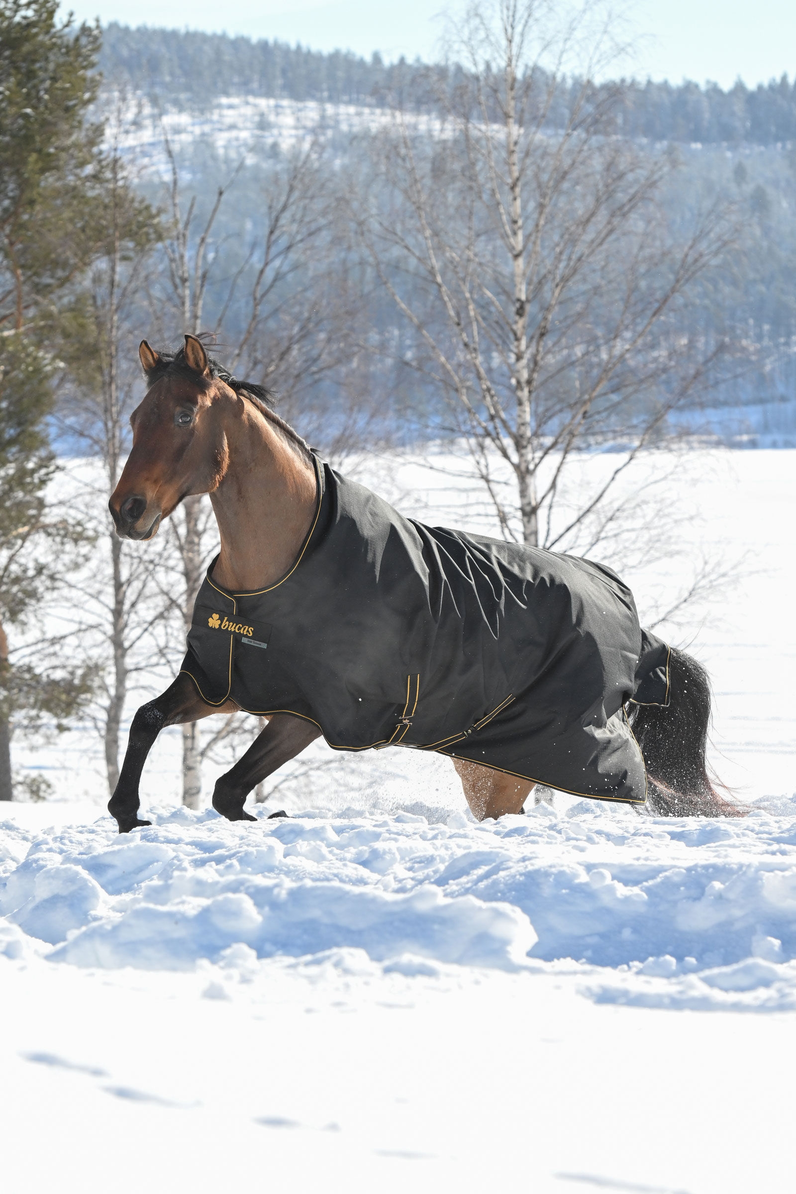 Bucas Irish coperta per esterno, 300g