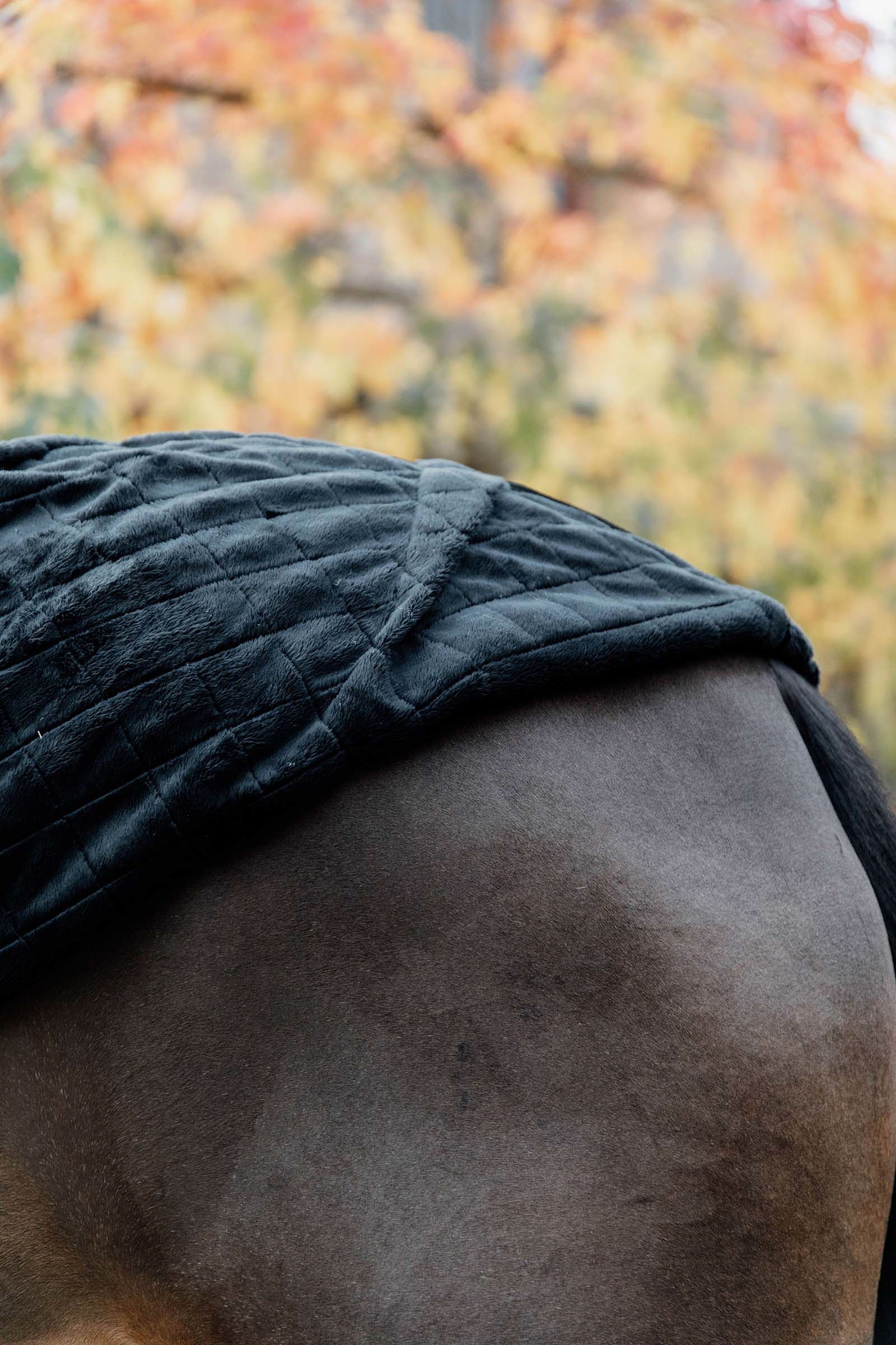 Coperta da scuderia Kentucky Horsewear, 0 g