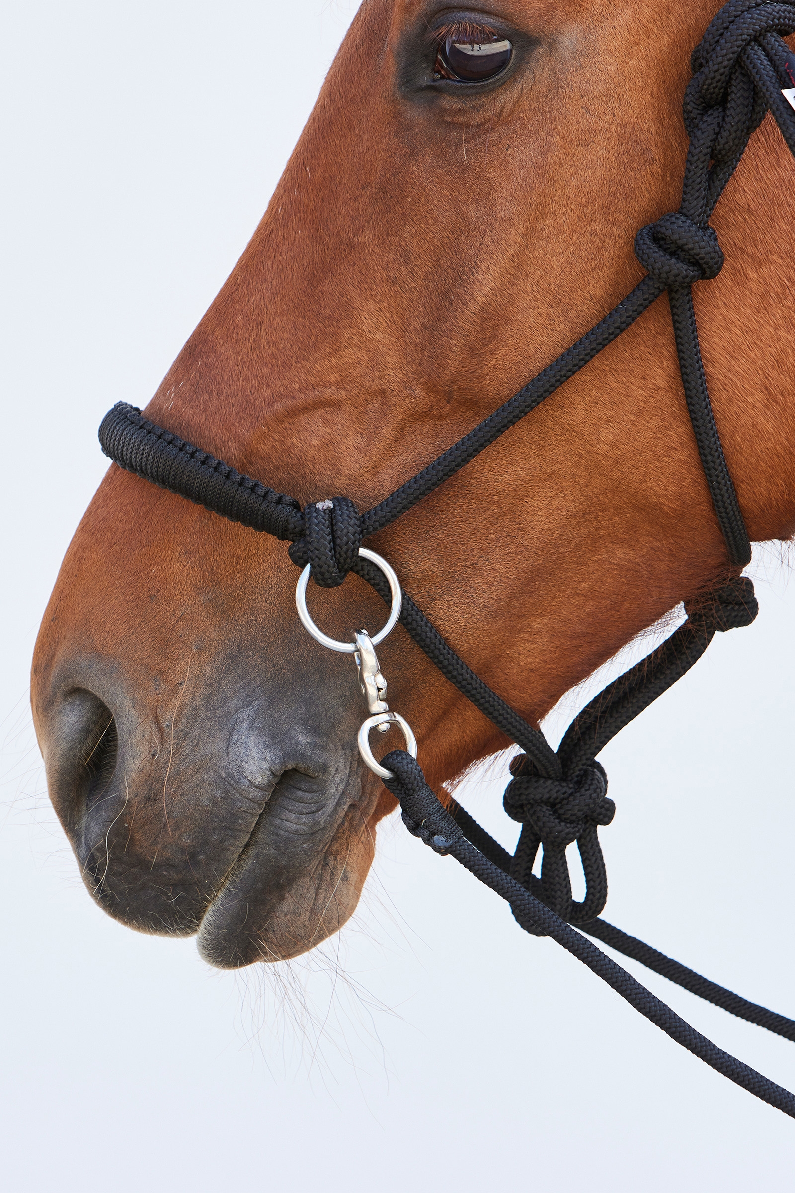 Kieffer Ruby Rope Cavezza